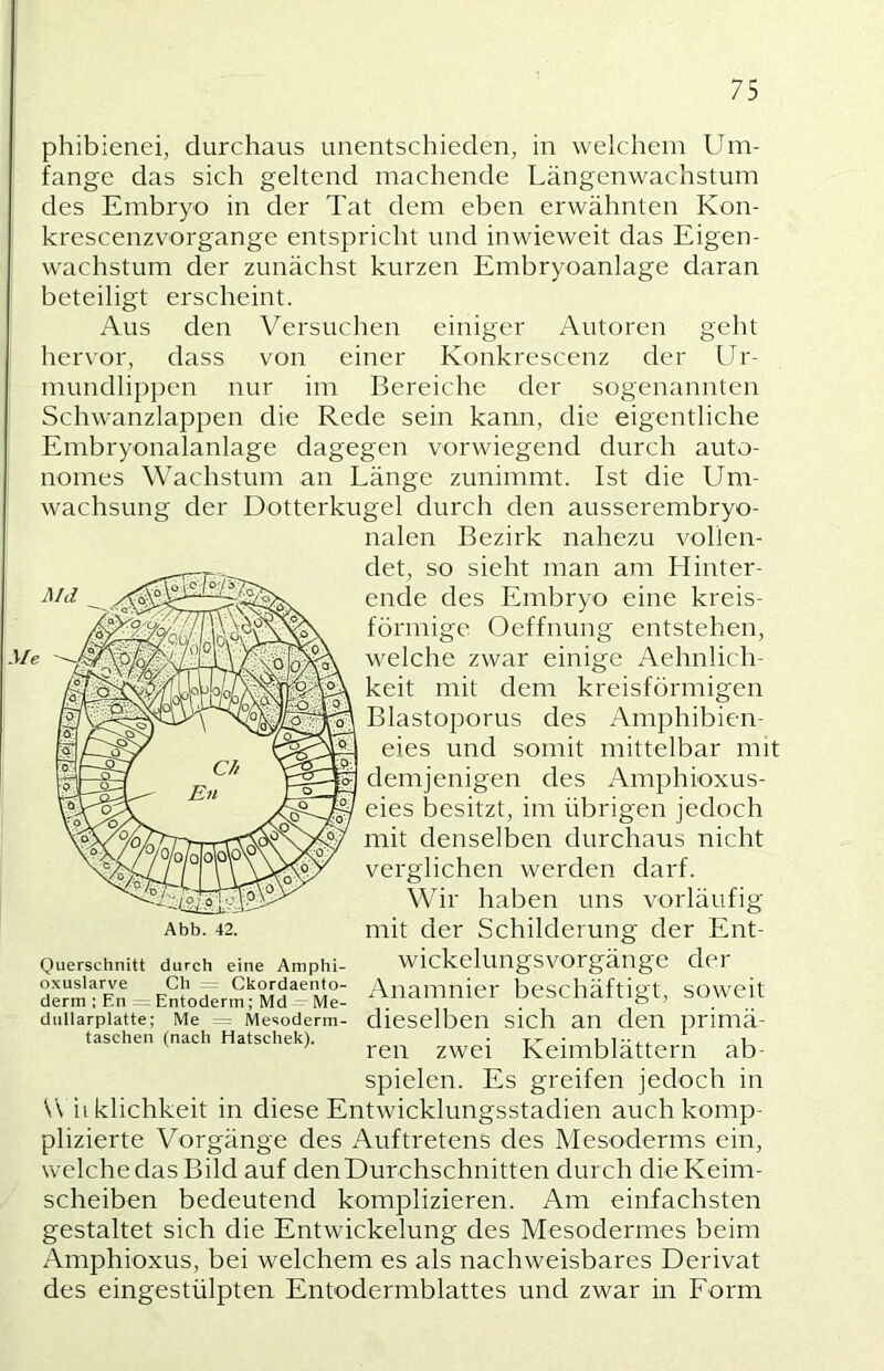 phibienei, durchaus unentschieden, in welchem Um- fange das sich geltend machende Längenwachstum des Embryo in der Tat dem eben erwähnten Kon- krescenzvorgange entspricht und inwieweit das Eigen- wachstum der zunächst kurzen Embryoanlage daran beteiligt erscheint. Aus den Versuchen einiger Autoren geht hervor, dass von einer Konkrescenz der Ur- mundlippen nur im Bereiche der sogenannten Schwanzlappen die Rede sein kann, die eigentliche Embryonalanlage dagegen vorwiegend durch auto- nomes Wachstum an Länge zunimmt. Ist die Um- wachsung der Dotterkugel durch den ausserembryo- nalen Bezirk nahezu vollen- det, so sieht man am Hinter- ende des Embryo eine kreis- förmige Oeffnung entstehen, welche zwar einige Aehnlich- keit mit dem kreisförmigen Blastoporus des Amphibien- eies und somit mittelbar mit demjenigen des Amphioxus- eies besitzt, im übrigen jedoch mit denselben durchaus nicht verglichen werden darf. Wir haben uns vorläufig Abb. 42. mit der Schilderung der Ent- Querschnitt durch eine Amphi- wickeluiigsvorgänge der dLm'!En^--E^loderm;Md''Me: Aliamnier beschäftigt, SOWCit diiiiarpiatte; Me = Mesoderm- dieselben sich all deii primä- taschen (nach Hatschek). • t- • i i -ü. ' ren zwei Keimblättern ab- spielen. Es greifen jedoch in W iiklichkeit in diese Entwicklungsstadien auch komp- plizierte Vorgänge des Auftretens des Mesoderms ein, welche das Bild auf denDurchschnitten durch die Keim- scheiben bedeutend komplizieren. Am einfachsten gestaltet sich die Entwickelung des Mesodermes beim Amphioxus, bei welchem es als nachweisbares Derivat des eingestülpten Entodermblattes und zwar in Form