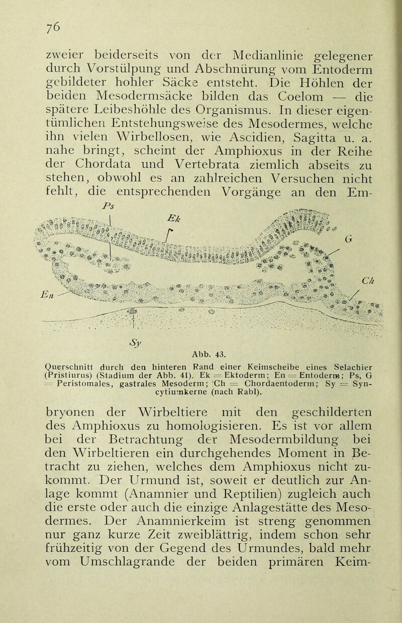 zweier beiderseits von der Medianlinie gelegener durch Vorstülpung und Abschnürung vom Entoderm gebildeter hohler Säcke entsteht. Die Höhlen der beiden Mesodermsäcke bilden das Coelom — die spätere Leibeshöhle des Organismus. In dieser eigen- tümlichen Entstehungsweise des Mesodermes, welche ihn vielen Wirbellosen, wie Ascidien, Sagitta u. a. nahe bringt, scheint der Amphioxus in der Reihe der Chordata und Vertebrata ziemlich abseits zu stehen, obwohl es an zahlreichen Versuchen nicht fehlt, die entsprechenden Vorgänge an den Em- G Ey Abb. 43. Querschnitt durch den hinteren Rand einer Keimscheibe eines Selachier (Pristiurus) (Stadium der Abb. 41). Ek = Ektoderm; En = Entoderm; Ps, G — Peristomales, gastrales Mesoderm; Ch = Chordaentoderm; Sy = Syn- cytiumkerne (nach Rabl). bryonen der Wirbeltiere mit den geschilderten des Amphioxus zu homologisieren. Es ist vor allem bei der Betrachtung der Mesodermbildung bei den Wirbeltieren ein durchgehendes Moment in Be- tracht zu ziehen, welches dem Amphioxus nicht zu- kommt. Der Urmund ist, soweit er deutlich zur An- lage kommt (Anamnier und Reptilien) zugleich auch die erste oder auch die einzige Anlagestätte des Meso- dermes. Der Anamnierkeim ist streng genommen nur ganz kurze Zeit zweiblättrig, indem schon sehr frühzeitig von der Gegend des Urmundes, bald mehr vom Umschlagrande der beiden primären Keim-