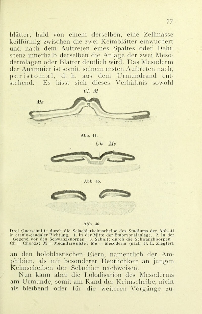 blätter, bald von einem derselben, eine Zellmasse keilförmig zwischen die zwei Keimblätter einwuchert und nach dem Auftreten eines Spaltes oder Dehi- scenz innerhalb derselben die Anlage der zwei Meso- dermlagen oder Blätter deutlich wird. Das Mesoderm der Anamnier ist somit, seinem ersten Auftreten nach, peristomal, d. h. aus dem Lb'mundrand ent- stehend. Es lässt sich dieses Verhältnis sowohl Ch M Abb. 45. r j/ Abb. 46. Drei Querschnilte durch die Selachierkeimscheibe des Stadiums der Abb. 41 in cranio-caudaler Richtung. 1. In der Mitte der Embryonalanlage. 2 In der Gegend vor den Schwanzknorpen. 3. Schnitt durch die Schwanzknorpen. Ch = Chorda; M = Medullarwiilste; Me IViesoderm (nach H. E. Ziegler). an den holoblastischen Eiern, namentlich der Am- phibien, als mit besonderer Deutlichkeit an jungen Keimscheiben der Selachier nachweisen. Nun kann aber die Lokalisation des Mesoderms am Urmunde, somit am Rand der Keimscheibe, nicht als bleibend oder für die weiteren Vorgänge zu-