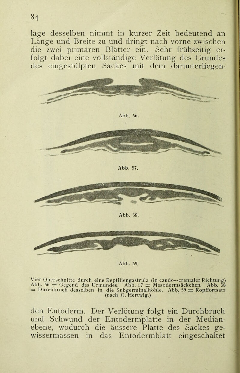 läge desselben nimmt in kurzer Zeit bedeutend an Länge und Breite zu und dringt nach vorne zwischen die zwei primären Blätter ein. Sehr frühzeitig er- folgt dabei eine vollständige Verlötung des Grundes des eingestülpten Sackes mit dem darunterliegen- Abb. 56. Abb. 58. Abb. 59. Vier Querschnitte durch eine Reptiliengastrula (in caudo--cranialer Riclitung) Abb. 56 = Gegend des Urmundes. Abb. 57 Mesodermsäckchen. Abb. 58 =: Durchbruch desselben in die Subgerminalhöhle. Abb. 59 = Kopffortsatz (nach O. Hertwig.) den Entoderm. Der Verlötung folgt ein Durchbruch und Schwund der Entodermplatte in der Median- ebene, wodurch die äussere Platte des Sackes ge- wissermassen in das Entodermblatt eingeschaltet