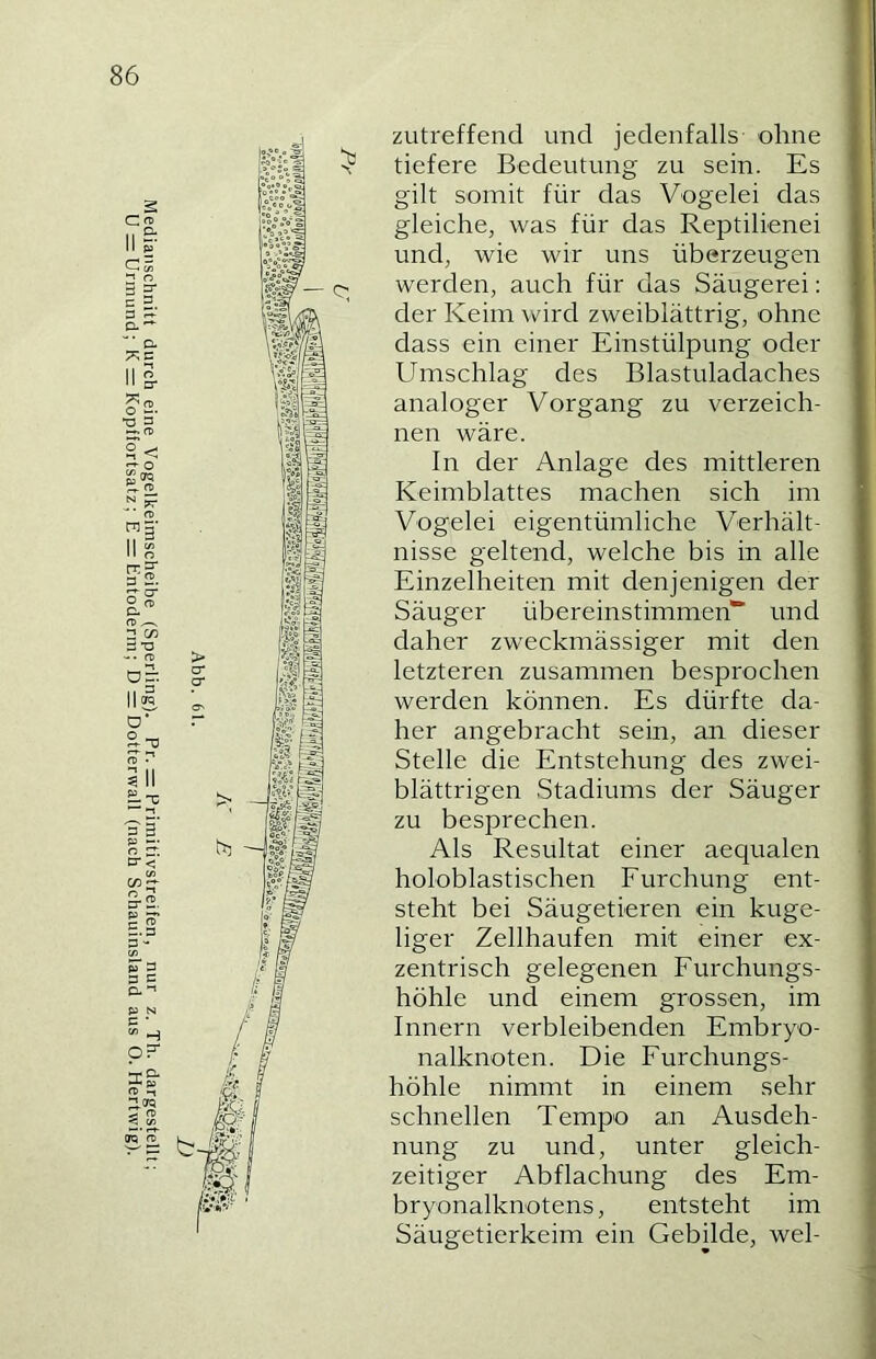 Medianschnitt durch eine Vogelkeimscheibe (Sperling). Pr. = Primitivstreiien, nur z. Th. dargestellt; U = Urmund; K = Kopffortsatz; E = lintoderm; D = Dotterwall (nach Schauinsland aus O. Hertwig). zutreffend und jedenfalls ohne tiefere Bedeutung zu sein. Es gilt somit für das Vogelei das gleiche, was für das Reptilienei und, wie wir uns überzeugen werden, auch für das Säugerei: der Keim ^vird zweiblättrig, ohne dass ein einer Einstülpung oder Umschlag des Blastuladaches analoger Vorgang zu verzeich- nen wäre. ln der Anlage des mittleren Keimblattes machen sich im Vogelei eigentümliche Verhält- nisse geltend, welche bis in alle Einzelheiten mit denjenigen der Säuger übereinstimmen'“ und daher zweckmässiger mit den letzteren zusammen besprochen werden können. Es dürfte da- her angebracht sein, an dieser Stelle die Entstehung des zwei- blättrigen Stadiums der Säuger zu besprechen. Als Resultat einer aequalen holoblastischen Furchung ent- steht bei Säugetieren ein kuge- liger Zellhaufen mit einer ex- zentrisch gelegenen Furchungs- höhle und einem grossen, im Innern verbleibenden Embryo- nalknoten. Die Furchungs- höhle nimmt in einem sehr schnellen Tempo an Ausdeh- nung zu und, unter gleich- zeitiger Abflachung des Em- bryonalknotens, entsteht im Säugetierkeim ein Gebilde, wel-