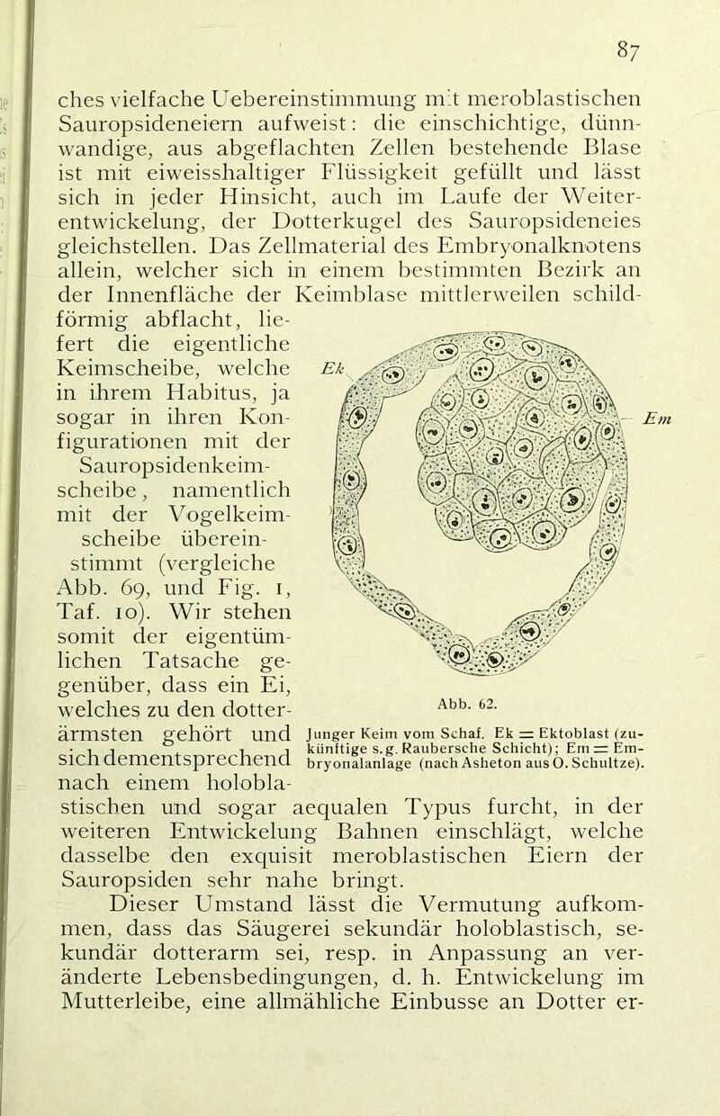 dies vielfache Uebereinstimmung mit meroblastischen Sauropsideneiern aufweist: die einschichtige, dünn- wandige, aus abgeflachten Zellen bestehende Blase ist mit eiweisshaltiger Flüssigkeit gefüllt und lässt sich in jeder Hinsicht, auch im Laufe der Weiter- entwickelung, der Dotterkugel des Sauropsideneies gleichstellen. Das Zellmaterial des Embryonalknotens allein, welcher sich in einem bestimmten Bezirk an der Innenfläche der Keimblase mittlerweilen schild- förmig abflacht, lie- fert die eigentliche Keimscheibe, welche Ek in ihrem Habitus, ja sogar in ihren Kon- | - Em figurationen mit der Sauropsidenkeim- scheibe, namentlich mit der Vogelkeini- scheibe überein- stimmt (vergleiche Abb. 69, und Fig. i, Taf. 10). Wir stehen somit der eigentüm- lichen Tatsache ge- genüber, dass ein Ei, welches zu den dotter- ärmsten gehört und junger Keim vom Schaf. Ek = Ektoblast (zu- • 1 j ° 1 j künftige s.g. Raubersche Schicht); Em = Em- Sich dementsprechend bryonalanlage (nach Asheton aus O. Schultze). nach einem holobla- stischen und sogar aequalen Typus furcht, in der weiteren Entwickelung Bahnen einschlägt, welche dasselbe den exquisit meroblastischen Eiern der Sauropsiden sehr nahe bringt. Dieser Umstand lässt die Vermutung aufkom- men, dass das Säugerei sekundär holoblastisch, se- kundär dotterarm sei, resp. in Anpassung an ver- änderte Lebensbedingungen, d. h. Entwickelung im Mutterleibe, eine allmähliche Einbusse an Dotter er- Abb. 62.