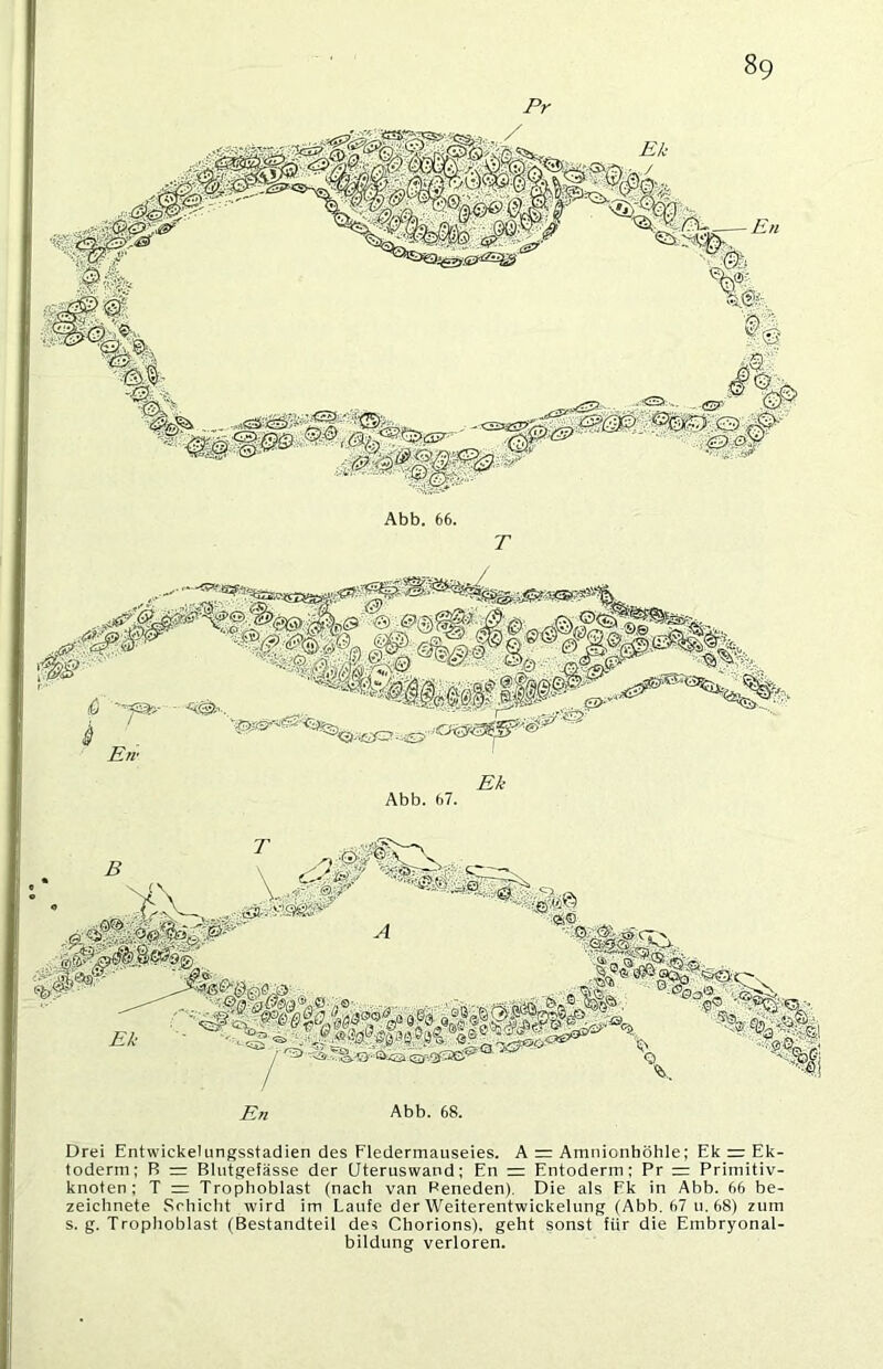 Pr T Pu Abb. 68. Drei Entwickelungsstadien des Fledermauseies. A = Amnionhöhle; Ek = Ek- toderm; B = Blutgefässe der (Jteruswand; En = Entoderm; Pr = Primitiv- knoten; T = Trophoblast (nach van Beneden). Die als Fk in Abb. 66 be- zeichnete Schicht wird im Laufe der Weiterentwickelung (Abb. 67 u. 68) zum s. g. Trophoblast (Bestandteil des Chorions), geht sonst für die Embryonal- bildung verloren.