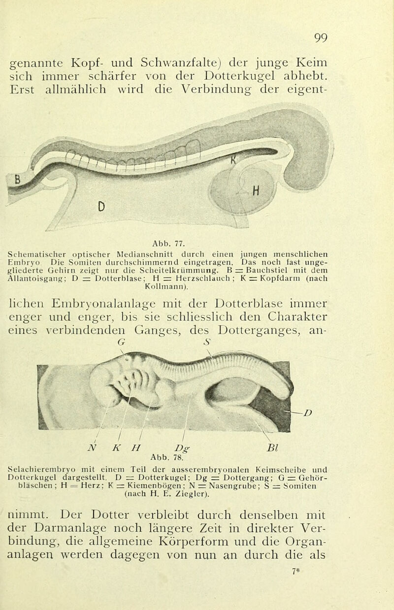 genannte Kopf- und Schwanzfaltej der junge Keim sich immer schärfer von der Dotterkugel abhebt. Erst allmählich wird die Verbindung der eigent- Abb. 77. Schematischer optischer Meclianschnitt durch einen jungen menschlichen Embryo Die Somiten durchschimmernd eingetragen. Das noch fast unge- gliederte Gehirn zeigt nur die Scheitelkrümmuiig. B = Banchstiel mit dem Allantoisgang; D =: Dotterblase; H = Herzschlauch; K = Kopfdarm (nach Kollmann). liehen Embryonalanlage mit der Dotterblase immer enger und enger, bis sie schliesslich den Charakter eines verbindenden Ganges, des Dotterganges, an- G S Selachierembryo mit einem Teil der ausserembryonalen Keimscheibe und Dotterkngel dargestellt. D = Dotterkugel; Dg = Dottergang; G = Gehör- bläschen ; H = Herz; K = Kiemenbögen ; N = Nasengrube; S =: Somiten (nach H. E. Ziegler). nimmt. Der Dotter verbleibt durch denselben mit der Darmanlage noch längere Zeit in direkter Ver- bindung, die allgemeine Körperform und die Organ- anlagen werden dagegen von nun an durch die als 7*