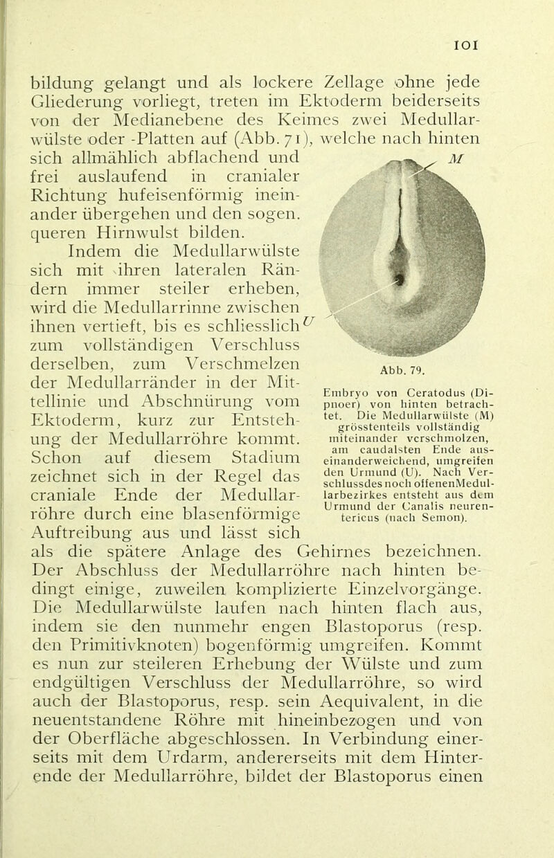 lOI bildimg gelangt und als lockere Zellage ohne jede Gliederung vorliegt, treten im Ektoderm beiderseits von der Medianebene des Keimes zwei Medullar- wülste oder -Platten auf (Abb. 71), welche nach hinten sich allmählich abflachend und frei auslaufend in cranialer Richtung hufeisenförmig inein- ander übergehen und den sogen, queren Hirnwulst bilden. Indem die Medullarwülste sich mit ihren lateralen Rän- dern immer steiler erheben, wird die Medullarrinne zwischen ihnen vertieft, bis es schliesslich^ zum vollständigen V erschloss derselben, zum Verschmelzen der Medullarränder in der Mit- tellinie und Abschnürung vom Ektoderm, kurz zur Entsteh- ung der Medullarröhre kommt. Schon auf diesem Stadium zeichnet sich in der Regel das craniale Ende der Medullar- röhre durch eine blasenförmige Auftreibung aus und lässt sich als die spätere Anlage des Gehirnes bezeichnen. Der Abschluss der Medullarröhre nach hinten be- dingt einige, zuweilen komplizierte Einzelvorgänge. Die Medullarwülste laufen nach hinten flach aus, indem sie den nunmehr engen Blastoporus (resp. den Primitivknoten) bogenförmig umgreifen. Kommt es nun zur steileren Erhebung der Wülste und zum endgültigen Verschluss der Medullarröhre, so wird auch der Blastoporus, resp. sein Aequivalent, in die neuentstandene Röhre mit hineinbezogen und von der Oberfläche abgeschlossen. In Verbindung einer- seits mit dem Urdarm, andererseits mit dem Hinter- ende der Medullarröhre, bildet der Blastoporus einen Embryo von Ceratodus (Di- pnoer) von hinten betrach- tet. Die MediiiiarwUiste (M) grösstenteiis voiiständig miteinander vcrschmoizen, am caudalsten Ende aus- einanderweichend, umgreifen den Urmund (U). Nach Ver- schiussdes nocii offenenMedul- larbezirkes entsteht aus dem Urmund der Canaiis neuren- tericus (nach Semon).