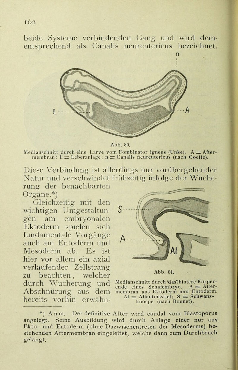 beide Systeme verbindenden Gang und wird dem- entsprechend als Canalis neurentericus bezeichnet. n Abb. SO. Medianschnitt durch eine Larve vom Bombinator igneus (Unke). A = After- membran; L = Leberanlage; n = Canalis neurentericus (nach Goette). Diese Verbindung ist allerdings nur vorübergehender Natur und verschwindet frühzeitig infolge der Wuche- rung der benachbarten Organe.*) Gleichzeitig mit den wichtigen Umgestaltun- gen am embryonalen Ektoderm spielen sich fundamentale Vorgänge auch am Entoderm und Mesoderm ab. Es ist hier vor allem ein axial verlaufender Zellstrang zu beachten, welcher durch Wucherung und Abschnürung aus dem bereits vorhin erwähn- *) Anm. Der definitive After wird caudal vom Blastoporus angelegt. Seine Ausbildung wird durch Anlage einer nur aus Ekto- und Entoderm (ohne Dazwischentreten der Mesoderms) be- stehenden Aftermembran eingeleitet, welche dann zum Durchbruch gelangt. Medianschnitt durch 'daslhintere Körper- ende eines Schafembryo. A = After- membran aus Ektoderm und Entoderm. Al = Allantoisstiel; S = Schwanz- knospe (nach Bonnet).