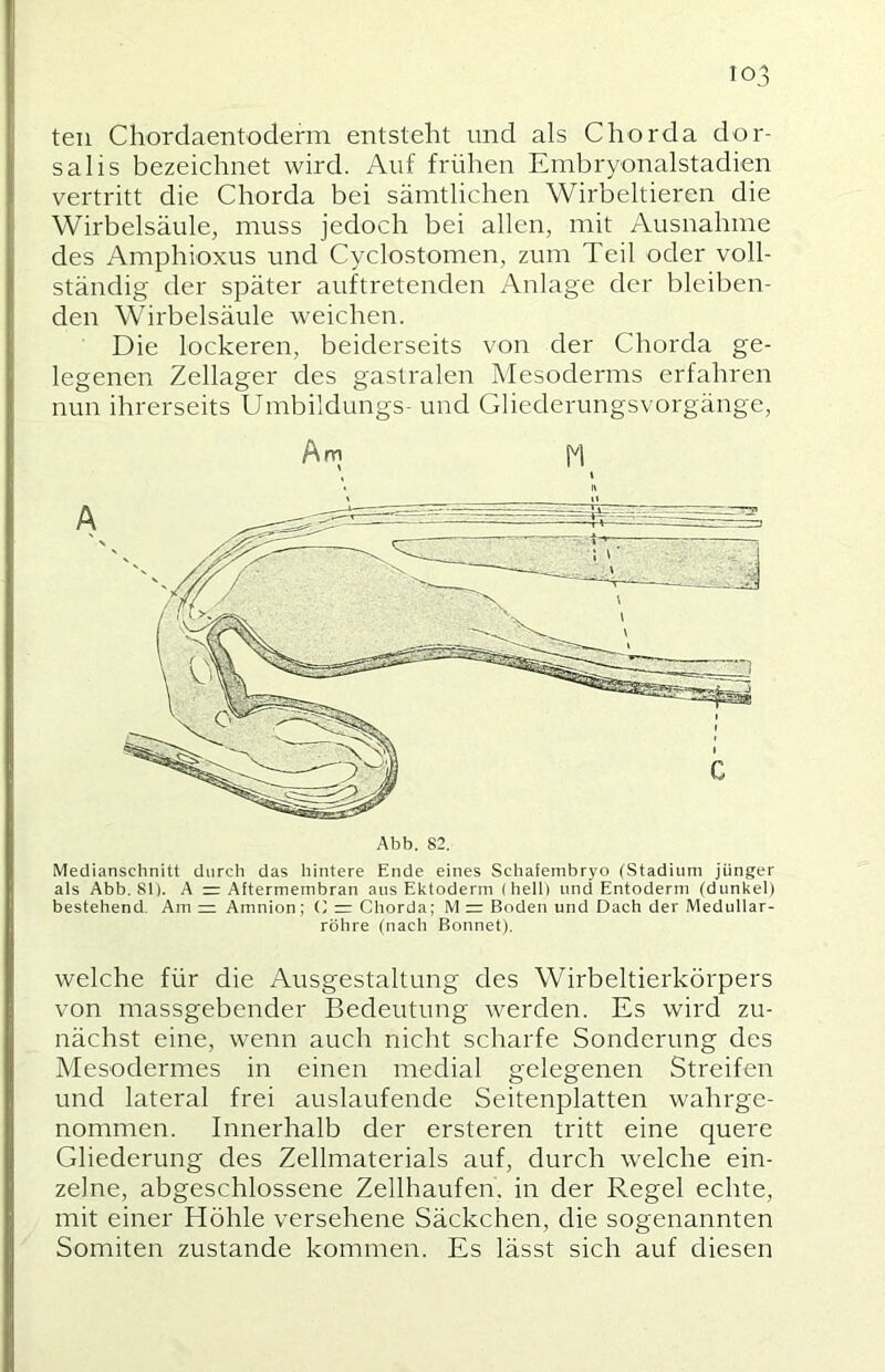 teil Chordaentoderm entsteht und als Chorda dor- salis bezeichnet wird. Auf frühen Embryonalstadien vertritt die Chorda bei sämtlichen Wirbeltieren die Wirbelsäule, muss jedoch bei allen, mit Ausnahme des Amphioxus und Cyclostomen, zum Teil oder voll- ständig der später auftretenden Anlage der bleiben- den Wirbelsäule weichen. Die lockeren, beiderseits von der Chorda ge- legenen Zellager des gastralen Mesoderms erfahren nun ihrerseits Umbildungs- und Gliederungsvorgänge, Am M (\ Abb. 82. Medianschnitt durch das hintere Ende eines Schafembryo (Stadium jünger als Abb. 81). A = Aftermembran aus Ektoderm (belli und Entoderm (dunkel) bestehend. Am =: Amnion ; C r= Chorda; M =: Boden und Dach der Medullar- röhre (nach Bonnet). welche für die Ausgestaltung des Wirbeltierkörpers von massgebender Bedeutung werden. Es wird zu- nächst eine, wenn auch nicht scharfe Sonderung des Mesodermes in einen medial gelegenen Streifen und lateral frei auslaufende Seitenplatten wahrge- nommen. Innerhalb der ersteren tritt eine quere Gliederung des Zellmaterials auf, durch welche ein- zelne, abgeschlossene Zellhaufen, in der Regel echte, mit einer Höhle versehene Säckchen, die sogenannten Somiten zustande kommen. Es lässt sich auf diesen