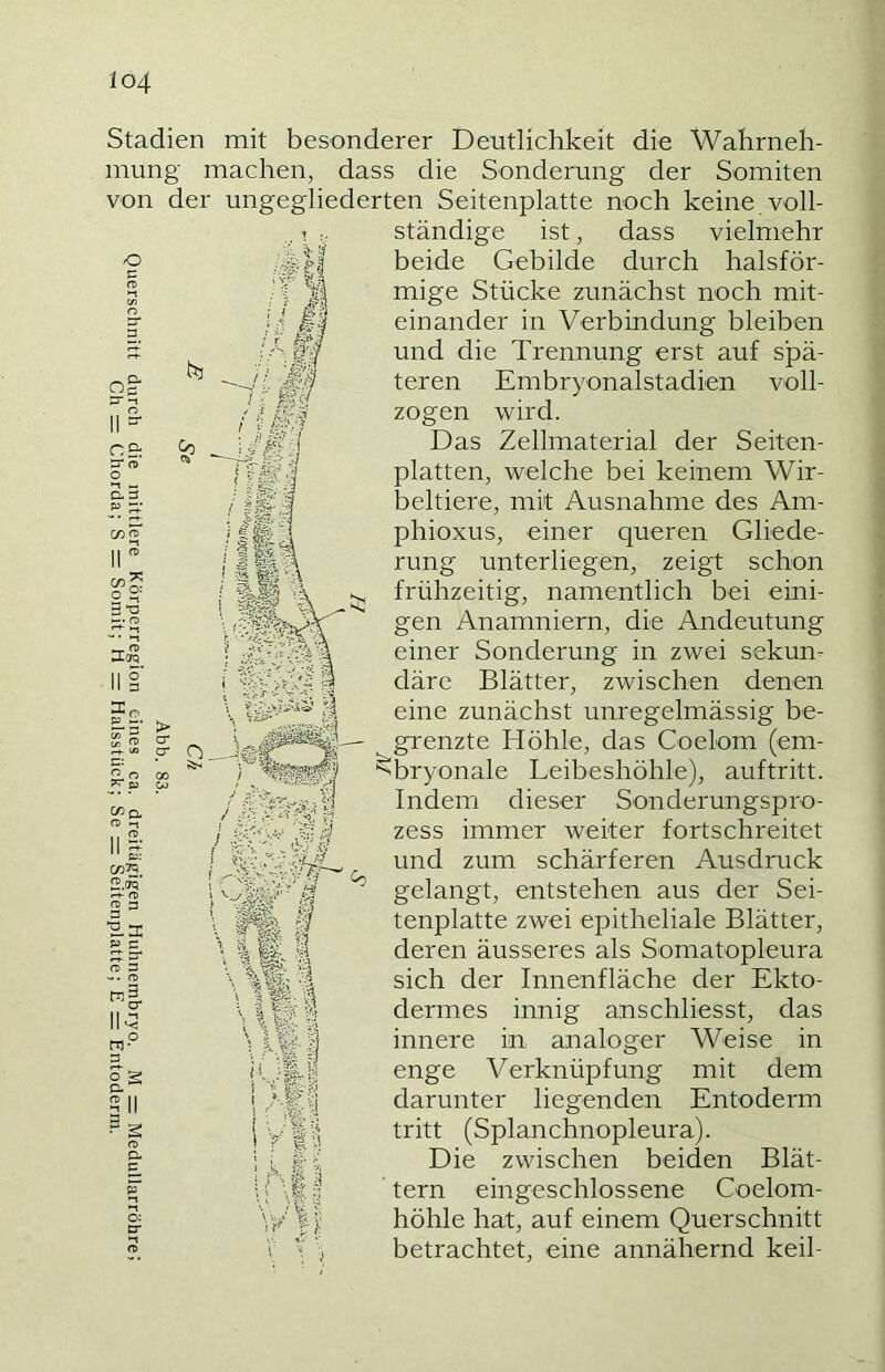 Stadien mit besonderer Deutlichkeit die Wahrneh- mung machen, dass die Sonderung der Somiten von der ungegliederten Seitenplatte noch keine voll- . ? ständige ist, dass vielmehr beide Gebilde durch halsför- mige Stücke zunächst noch mit- einander in Verbindung bleiben und die Trennung erst auf spä- teren Embryonalstadien voll- zogen wird. Das Zellmaterial der Seiten- platten, welche bei keinem Wir- beltiere, mit Ausnahme des Am- phioxus, einer queren Gliede- rung unterliegen, zeigt schon frühzeitig, namentlich bei eini- gen Anamniern, die Andeutung einer Sonderung in zwei sekun- däre Blätter, zwischen denen eine zunächst unregelmässig be- grenzte Höhle, das Coelom (em- ^bryonale Leibeshöhle), auftritt. Indem dieser Sonderungspro- zess immer weiter fortschreitet und zum schärferen Ausdruck gelangt, entstehen aus der Sei- tenplatte zwei epitheliale Blätter, deren äusseres als Somatopleura sich der Innenfläche der Ekto- dermes innig anschliesst, das (/Jq, (/)7Q. t-r- a> a> 3 3 ■En; sj c / 'iS'V'c ~J > ; i« $ s SW ^ \ 1 ^ 'ft 2 s ii ' I Nm 1 r'-fli I \ Mii I f I A|| V f i innere in analoger Weise in enge Verknüpfung mit dem darunter liegenden Entoderm tritt (Splanchnopleura). Die zwischen beiden Blät- tern eingeschlossene Coelorn- höhle hat, auf einem Querschnitt betrachtet, eine annähernd keil-