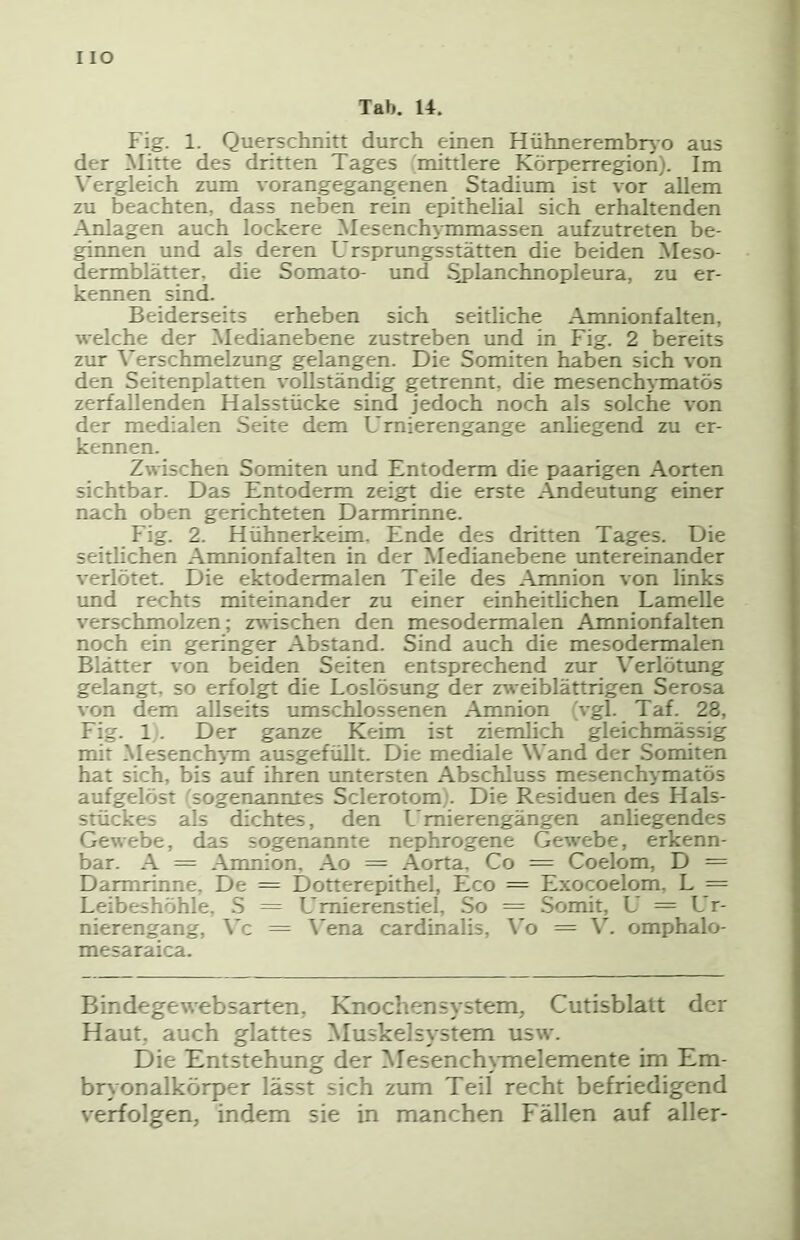 I IO Tab. U. Fig. 1. Querschnitt durch einen Hühnerembrjo aus der Mitte des dritten Tages mittlere Körperregion). Im \^ergleich zum vorangegangenen Stadium ist vor allem zu beachten, dass neben rein epithelial sich erhaltenden Anlagen auch lockere Mesenchymmassen aufzutreten be- ginnen und als deren L rsprungsstätten die beiden Meso- dermblätter. die Somato- und Spianchnopleura, zu er- kennen sind. Beiderseits erheben sich seitliche Amnionfalten, welche der Medianebene zustreben und in Fig. 2 bereits zur ^^erschmelzimg gelangen. Die Somiten haben sich von den Seitenplatten vollständig getrennt, die mesench^-matös zerfallenden Halsstücke sind jedoch noch als solche von der medialen Seite dem Urnierengange anliegend zu er- kennen. Zwischen Somiten und Entoderm die paarigen Aorten sichtbar. Das Entoderm zeigt die erste Andeutung einer nach oben gerichteten Darmriime. Fig. 2. Hühnerkeim. Ende des dritten Tages. Die seithchen Anmionfalten in der Medianebene untereinander verlötet. Die ektodermalen Teile des Amnion von links und rechts miteinander zu einer einheitlichen Lamelle verschmolzen; zwischen den mesodermalen Amnionfalten noch ein geringer Abstand. Sind auch die mesodermalen Blätter von beiden Seiten entsprechend zur Verlötung gelangt, so erfolgt die Loslösung der jrweiblättrigen Serosa von dem allseits umschlossenen Amnion (vgl. Taf. 28, Fig. 1 . Der ganze Keim ist ziemlich gleichmässig mit Mesench^m ausgefüllt. Die mediale Wand der Somiten hat sich, bis auf ihren imtersten Abschluss mesenchymatös aufgelöst (sogenanntes Sclerotom;. Die Residuen des Hals- stückes als dichtes, den Lmierengängen anliegendes Gewebe, das sogenannte nephrogene Gewebe, erkenn- bar. A = Anmion, Ao = Aorta. Co = Coelom, D = Darmrinne, De = Dotterepithel, Eco == Exocoelom, L — Leibeshöhle, .S = Umierenstiel, So = Somit, U = Ur- nierengang, \'c = \'ena cardinalis, \'o = V. omphalo- mesaraica. Bindegewebsarten, Knochen System, Cutisblatt der Haut, auch glattes Muskelsystem usw. Die Entstehung der Mesench\-melemente im Em- br) onalkörper lässt sich zum Teil recht befriedigend verfolgen, indem sie in manchen Fällen auf aller-