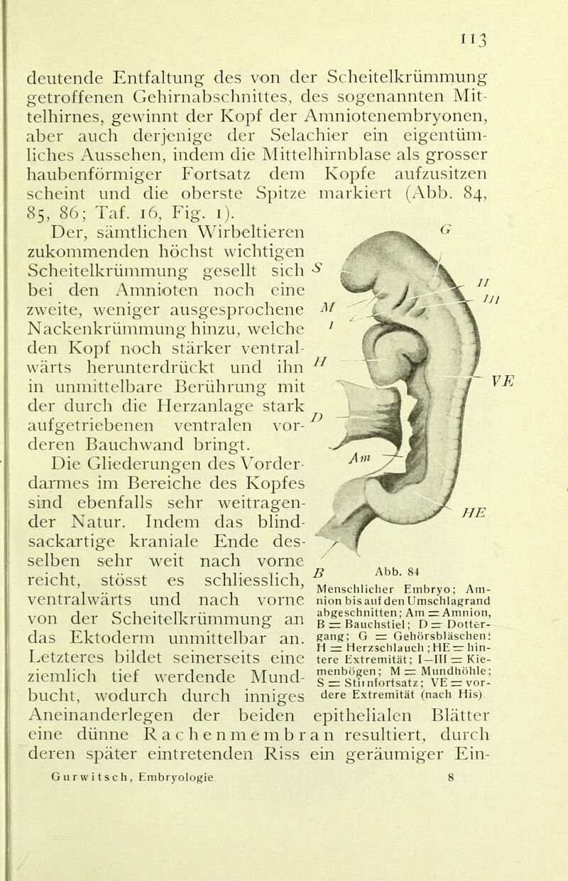 wichtigen sich deutende Entfaltung des von der Scheitelkrümmung getroffenen Gehirnabschnittes, des sogenannten Mit- telhirnes, gewinnt der Kopf der Amniotenembryonen, aber auch derjenige der Selachier ein eigentüm- liches Aussehen, indem die Mittelhirnblase als grosser haubenförmiger Fortsatz dem Kopfe aufzusitzen scheint und die oberste Spitze markiert (Abb. 84, 85, 86; Taf. 16, Fig. i). Der, sämtlichen Wirbeltieren zukommenden höchst Scheitelkrümmung gesellt bei den Amnioten noch eine zweite, weniger ausgesprochene Nackenkrümmung hinzu, welche den Kopf noch stärker ventral- wärts herunterdrückt und ihn in unmittelbare Berührung mit der durch die Flerzanlage stark aufgetriebenen ventralen vor- deren Bauchwand bringt. Die Gliederungen des \Mrder- darmes im Bereiche des Kopfes sind ebenfalls sehr weitragen- der Natur. Indem das blind- sackartige kraniale Ende des- selben sehr weit nach vorne reicht, stösst es schliesslich, ventralwärts und nach vorne Abb. 84 von der Scheitelkrümmung an das Ektoderm unmittelbar an. Letzteres bildet seinerseits eine ziemlich tief werdende Mund- bucht, wodurch durch inniges Aneinanderlegen der beiden eine dünne R a c h e n m e m b r a n deren später eintretenden Riss Mensclilicher Embryo; Am- nion bis auf den Umschlagrand abgeschnitten; Am = Amnion, B rr Bauchstiel; D Dotter- gang; G = Gehörsbläschen; H = Herzschlauch ; hin- tere Extremität; I—III rr Kie- menbögen; M = Mundhöhle; S = Stiinlortsatz; VE =: vor- dere Extremität (nach His) epithelialen Blätter resultiert, durch geräumiger Ein- em G u r w i t s c h , Embryologie