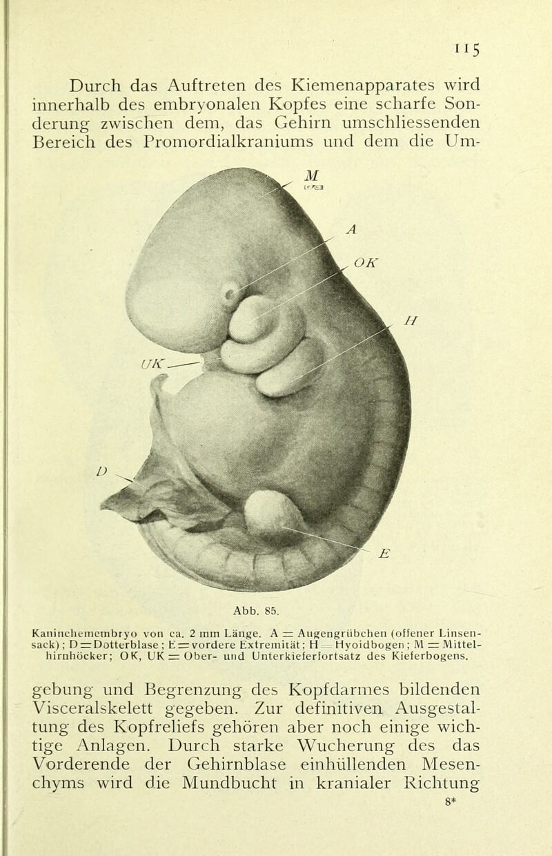 Durch das Auftreten des Kiemenapparates wird innerhalb des embryonalen Kopfes eine scharfe Son- derung zwischen dem, das Gehirn umschliessenden Bereich des Promordialkraniums und dem die Um- Abb. 85. Kaninchemcmbryo von ca. 2 mm Länge. A = Augengriibchen (offener Linsen- sack) ; D = Dotterblase ; L=:vordere Extremität; H Hyoidbogen ; M = Mittel- hirnhöcker; OK, UK = Ober- und Unterkieferfortsatz des Kieferbogens. gebung und Begrenzung des Kopfdarmes bildenden Visceralskelett gegeben. Zur definitiven Ausgestal- tung des Kopfreliefs gehören aber noch einige wich- tige Anlagen. Durch starke Wucherung des das Vorderende der Gehirnblase einhüllenden Mesen- chyms wird die Mundbucht in kranialer Richtung 8*
