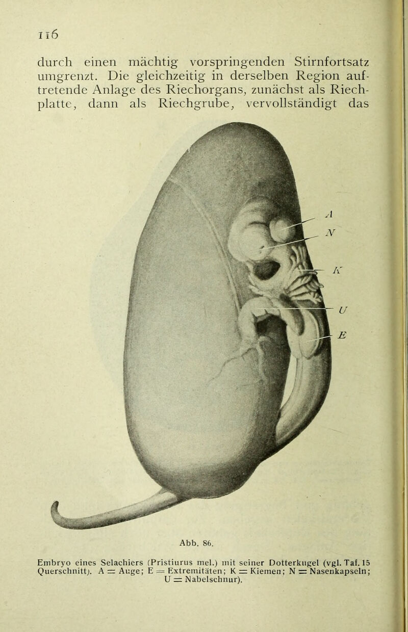 durch einen mächtig vorspringenden Stirnfortsatz umgrenzt. Die gleichzeitig in derselben Region auf- tretende Anlage des Riechorgans, zunächst als Riech- platte, dann als Riechgrube, vervollständigt das Abb. 86. Embryo eines Selachiers (Pristiurus mel.) mit seiner Dotterkngel (vgl. Taf. 15 Querschnitt;. A =r Auge; E = Extremitäten; K = Kiemen; N = Nasenkapseln; U =: Nabelschnur).