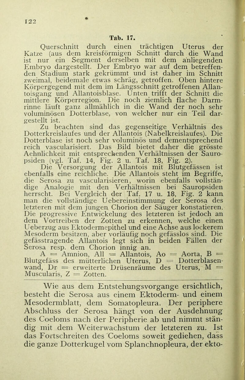 Tab. 17. Querschnitt durch einen trächtigen Uterus der Katze (aus dem kreisförmigen Schnitt durch die Wand ist nur ein Segment derselben mit dem anliegenden Embryo dargestellt. Der Embryo war auf dem betreffen- den Stadium stark gekrümmt und ist daher im Schnitt zweimal, beidemale etwas schräg, getroffen. Oben hintere Körpergegend mit dem im Längsschnitt getroffenen Allan- toisgang und Allantoisblase. Unten trifft der Schnitt die mittlere Körperregion. Die noch ziemlich flache Darm- rinne läuft ganz allmählich in die Wand der noch sehr voluminösen Dotterblase, von welcher nur ein Teil dar- gestellt ist. Zu beachten sind das gegenseitige Verhältnis des Dotterkreislaufes und der Allantois (Nabelkreislaufes). Die Dotterblase ist noch sehr voluminös und dementsprechend reich vascularisiert. Das Bild bietet daher die grösste Aehnlichkeit mit entsprechenden Verhältnissen der Sauro- psiden (vgl. Taf. 14, Fig. 2 u. Taf. 18, Fig. 2). Die Versorgung der Allantois mit Blutgefässen ist ebenfalls eine reichliche. Die Allantois steht im Begriffe, die Serosa zu vascularisieren, worin ebenfalls vollstän- dige Analogie mit den Verhältnissen bei Sauropsiden herrscht. Bei Vergleich der Taf. 17 u. 18, Fig. 2 kann man die vollständige Uebereinstimmung der Serosa des letzteren mit dem jungen Chorion der Säuger konstatieren. Die progressive Entwickelung des letzteren ist jedoch an dem Vortreiben der Zotten zu erkennen, welche einen Ueberzug aus Ektodermepithel und eine Achse aus lockerem Mesoderm besitzen, aber vorläufig noch gefässlos sind. Die gefässtragende Allantois legt sich in beiden Fällen der Serosa resp. dem Chorion innig an. A = Amnion, All — Allantois, Ao = Aorta, B = Blutgefäss des mütterlichen Uterus, D = Dotterblasen- wand, Dr = erweiterte Drüsenräume des Uterus, M = Muscularis, Z = Zotten. Wie aus dem Entstehungsvorgange ersichtlich, besteht die Serosa aus einem Ektoderm- und einem Mesodermblatt, dem Somatopleura. Der periphere Abschluss der Serosa hängt von der Ausdehnung des Coeloms nach der Peripherie ab und nimmt stän- dig mit dem Weiterwachstum der letzteren zu. Ist das Fortschreiten des Coeloms soweit gediehen, dass die ganze Dotterkugel vom Splanchnopleura, der ekto-