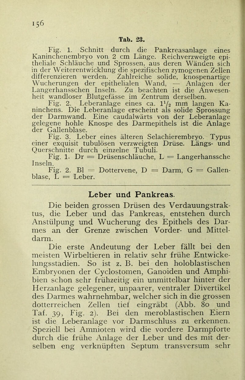 Tab. 23. Fig. 1. Schnitt durch die Pankreasanlage eines Kaninchenembryo von 2 cm Länge. Reichverzweigte epi- theliale Schläuche und Sprossen, aus deren Wänden sich in der Weiterentwicklung die spezifischen zymogenen Zellen differenzieren werden. Zahlreiche solide, knospenartige Wucherungen der epithelialen Wand, — Anlagen der Langerhansschen Inseln. Zu beachten ist die Anwesen- heit wandloser Blutgefässe im Zentrum derselben. Fig. 2. _ Leberanlage eines ca. IV2 mm langen Ka- ninchens. Die Leberanlage erscheint als solide Sprossung der Darmwand. Eine caudalwärts von der Leberanlage gelegene hohle Knospe des Darmepithels ist die Anlage der Gallenblase. Fig. 3. Leber eines älteren Selachierembryo. Typus einer exquisit tubulösen verzweigten Drüse. Längs- und Querschnitte durch einzelne Tubuli. Fig. 1. Dr = Drüsenschläuche, L = Langerhanssche Inseln. Fig. 2. Bl = Dottervene, D = Darm, G = Gallen- blase, L = Leber. Leber und Pankreas. Die beiden grossen Drüsen des Verdauungstrak- tus, die Leber und das Pankreas, entstehen durch Anstülpung und Wucherung des Epithels des Dar- mes an der Grenze zwischen Vorder- und Mittel- darm. Die erste Andeutung der Leber fällt bei den meisten Wirbeltieren in relativ sehr frühe Entwicke- lungsstadien. So ist z. B. bei den holoblastischen Embryonen der Cyclostomen, Ganoiden und Amphi- bien schon sehr frühzeitig ein unmittelbar hinter der Herzanlage gelegener, unpaarer, ventraler Divertikel des Darmes wahrnehmbar, welcher sich in die grossen dotterreichen Zellen tief eingräbt (Abb. 80 und Taf. 39, Fig. 2). Bei den meroblastischen Eiern ist die Leberanlage vor Darmschluss zu erkennen. Speziell bei Amnioten wird die vordere Darmpforte durch die frühe Anlage der Leber und des mit der- selben eng verknüpften Septum transversum sehr