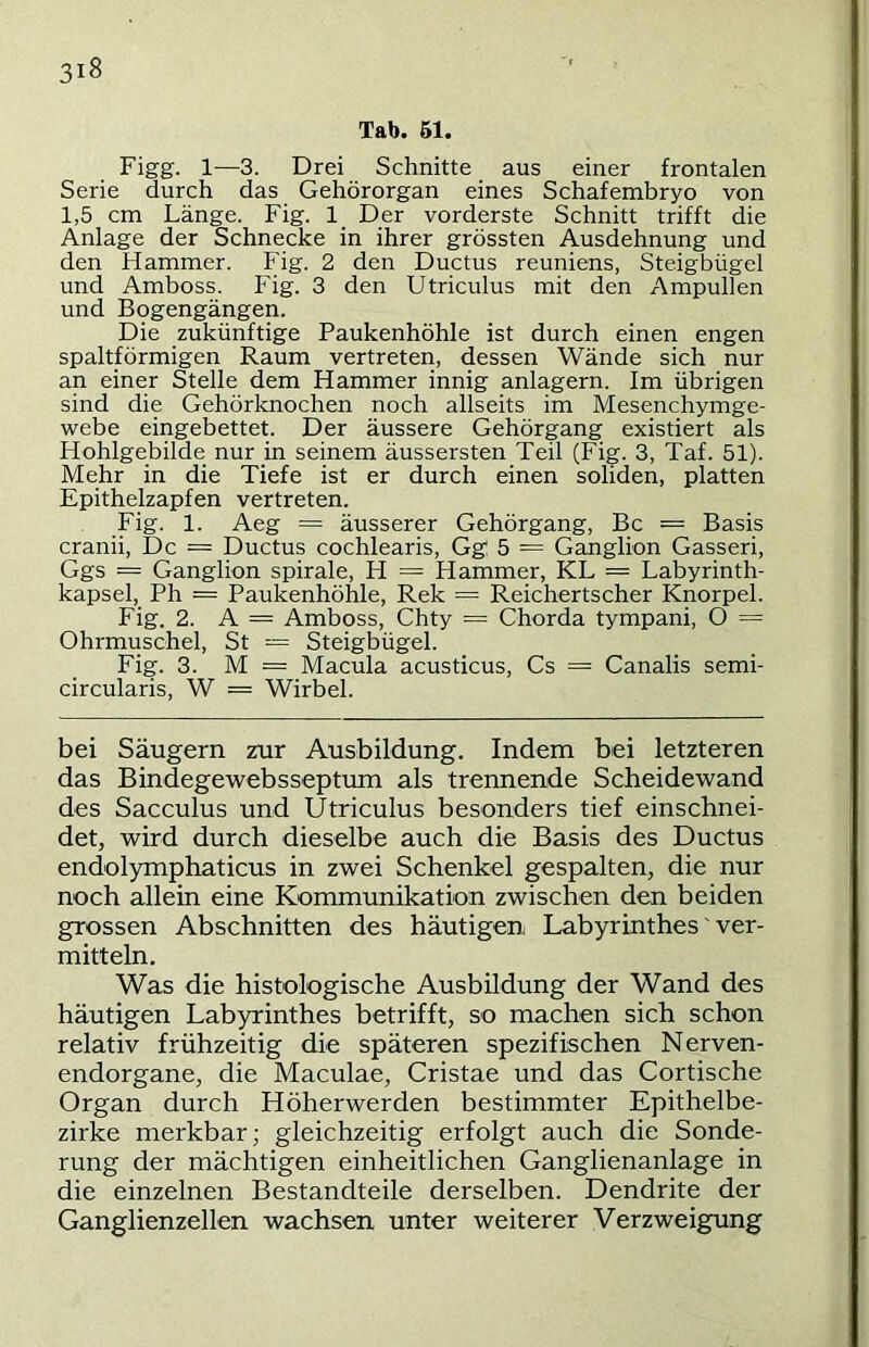 31 Tab. 61. Figg. 1—3. Drei Schnitte aus einer frontalen Serie durch das Gehörorgan eines Schafembryo von 1,5 cm Länge. Fig. 1 Der vorderste Schnitt trifft die Anlage der Schnecke in ihrer grössten Ausdehnung und den Hammer. Fig. 2 den Ductus reuniens, Steigbügel und Amboss. Fig. 3 den Utriculus mit den Ampullen und Bogengängen. Die zukünftige Paukenhöhle ist durch einen engen spaltförmigen Raum vertreten, dessen Wände sich nur an einer Stelle dem Hammer innig anlagern. Im übrigen sind die Gehörlcnochen noch allseits im Mesenchymge- webe eingebettet. Der äussere Gehörgang existiert als Hohlgebilde nur in seinem äussersten Teil (Fig. 3, Taf. 51). Mehr in die Tiefe ist er durch einen soliden, platten Epithelzapfen vertreten. Fig. 1. Aeg = äusserer Gehörgang, Bc = Basis cranii. De = Ductus cochlearis, Gg 5 = Ganglion Gasseri, Ggs = Ganglion spirale, H = Hammer, KL = Labyrinth- kapsel, Ph = Paukenhöhle, Rek = Reichertscher Knorpel. Fig. 2. A — Amboss, Chty = Chorda tympani, O = Ohrmuschel, St = Steigbügel. Fig. 3. M = Macula acusticus. Cs = Canalis semi- circularis, W = Wirbel. bei Säugern zur Ausbildung. Indem bei letzteren das Bindegewebsseptum als trennende Scheidewand des Sacculus und Utriculus besonders tief einschnei- det, wird durch dieselbe auch die Basis des Ductus endolymphaticus in zwei Schenkel gespalten, die nur noch allein eine Kommunikation zwischen den beiden grossen Abschnitten des häutigen Labyrinthes' ver- mitteln. Was die histologische Ausbildung der Wand des häutigen Labyrinthes betrifft, so machen sich schon relativ frühzeitig die späteren spezifischen Nerven- endorgane, die Maculae, Cristae und das Cortische Organ durch Höherwerden bestimmter Epithelbe- zirke merkbar; gleichzeitig erfolgt auch die Sonde- rung der mächtigen einheitlichen Ganglienanlage in die einzelnen Bestandteile derselben. Dendrite der Ganglienzellen wachsen unter weiterer Verzweigung