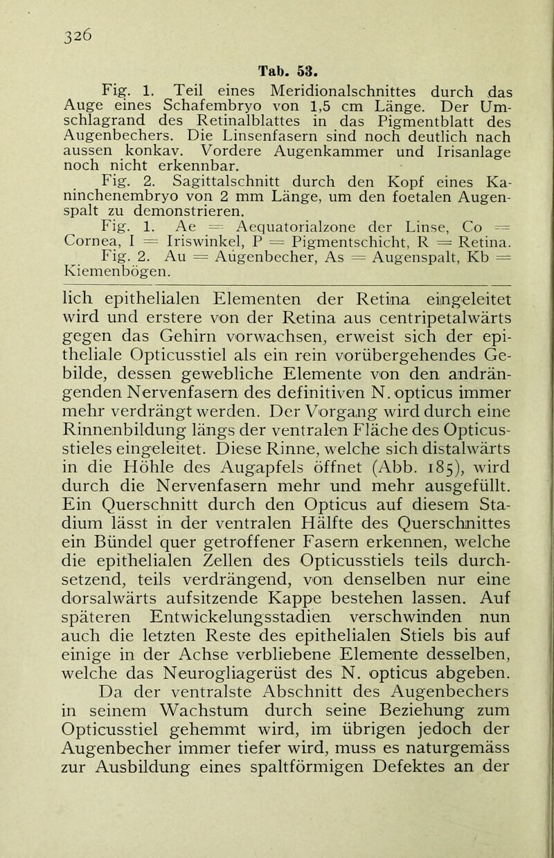 Tab. 53. Fig. 1. Teil eines Meridionalschnittes durch das Auge eines Schafembryo von 1,5 cm Länge. Der Um- schlagrand des Retinalblattes in das Pigmentblatt des Augenbechers. Die Linsenfasern sind noch deutlich nach aussen konkav. Vordere Augenkammer und Irisanlage noch nicht erkennbar. Fig. 2. Sagittalschnitt durch den Kopf eines Ka- ninchenembryo von 2 mm Länge, um den foetalen Augen- spalt zu demonstrieren. Fig. 1. Ae = Aequatorialzone der Linse, Co Cornea, I = Iriswinkel, P = Pigmentschicht, R = Retina. Fig. 2. Au = Aügenbecher, As = Augenspalt, Kb = Kiemenbögen. lieh epithelialen Elementen der Retina eingeleitet wird und erstere von der Retina aus centripetalwärts gegen das Gehirn vorwachsen, erweist sich der epi- theliale Opticusstiel als ein rein vorübergehendes Ge- bilde, dessen gewebliche Elemente von den andrän- genden Nervenfasern des definitiven N. opticus immer mehr verdrängt werden. Der Vorgang wird durch eine Rinnenbildung längs der ventralen Fläche des Opticus- stieles eingeleitet. Diese Rinne, welche sich distalwärts in die Höhle des Augapfels öffnet (Abb. 185), wird durch die Nervenfasern mehr und mehr ausgefüllt. Ein Querschnitt durch den Opticus auf diesem Sta- dium lässt in der ventralen Hälfte des Querschnittes ein Bündel quer getroffener Fasern erkennen, welche die epithelialen Zellen des Opticusstiels teils durch- setzend, teils verdrängend, von denselben nur eine dorsalwärts aufsitzende Kappe bestehen lassen. Auf späteren Entwickelungsstadien verschwinden nun auch die letzten Reste des epithelialen Stiels bis auf einige in der Achse verbliebene Elemente desselben, welche das Neurogliagerüst des N. opticus abgeben. Da der ventralste Abschnitt des Augenbechers in seinem Wachstum durch seine Beziehung zum Opticusstiel gehemmt wird, im übrigen jedoch der Augenbecher immer tiefer wird, muss es naturgemäss zur Ausbildung eines spaltförmigen Defektes an der