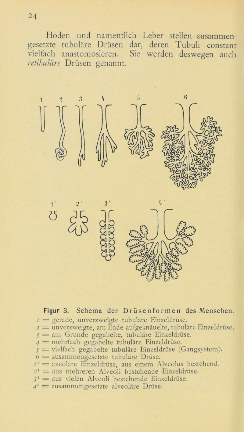 Hoden und namentlich Leber stellen zusammen- gesetzte tubuläre Drüsen dar, deren Tubuli constant vielfach anastomosieren. Sie werden deswegen auch retikuläre Drüsen genannt. Figur 3. Schema der Drüsenformen des Menschen. 1 = gerade, unverzweigte tubuläre Einzeldrüse. 2 = unverzweigte, am Ende aufgeknäuelte, tubuläre Einzeldrüse. 3 = am Grunde gegabelte, tubuläre Einzeldrüse. 4 = mehrfach gegabelte tubuläre Einzeldrüse. 5 — vielfach gegabelte tubuläre Einzeldrüse (Gangsystem). 6 = zusammengesetzte tubuläre Drüse. i1 = aveoläre Einzeldrüse, aus einem Alveolus bestehend. 21 = aus mehreren Alveoli bestehende Einzeldrüse. 3l = aus vielen Alveoli bestehende Einzeldrüse. 4l = zusammengesetzte alveoläre Drüse.