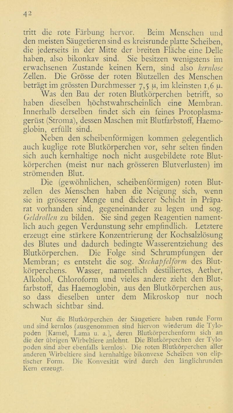 tritt die rote Färbung hervor. Beim Menschen und den meisten Säugetieren sind es kreisrunde platte Scheiben, die jederseits in der Mitte der breiten Fläche eine Delle haben, also bikonkav sind. Sie besitzen wenigstens im erwachsenen Zustande keinen Kern, sind also kernlose Zellen. Die Grösse der roten Blutzellen des Menschen beträgt im grössten Durchmesser 7,5 p, im kleinsten 1,6 p. Was den Bau der roten Blutkörperchen betrifft, so haben dieselben höchstwahrscheinlich eine Membran. Innerhalb derselben findet sich ein feines Protoplasma- gerüst (Stroma), dessen Maschen mit Blutfarbstoff, Haemo- globin, erfüllt sind. Neben den scheibenförmigen kommen gelegentlich auch hüglige rote Blutkörperchen vor, sehr selten linden sich auch kernhaltige noch nicht ausgebildete rote Blut- körperchen (meist nur nach grösseren Blutverlusten) im strömenden Blut. Die (gewöhnlichen, scheibenförmigen) roten Blut- zellen des Menschen haben die Neigung sich, wenn sie in grösserer Menge und dickerer Schicht in Präpa- rat vorhanden sind, gegeneinander zu legen und sog. Geldrollen zu bilden. Sie sind gegen Reagentien nament- lich auch gegen Verdunstung sehr empfindlich. Letztere erzeugt eine stärkere Konzentrierung der Kochsalzlösung des Blutes und dadurch bedingte Wasserentziehung des Blutkörperchen. Die Folge sind Schrumpfungen der Membran; es entsteht die sog. Stechapfelform des Blut- körperchens. Wasser, namentlich destilliertes, Aether, Alkohol, Chloroform und vieles andere zieht den Blut- farbstoff, das Haemoglobin, aus den Blutkörperchen aus, so dass dieselben unter dem Mikroskop nur noch schwach sichtbar sind. Nur die Blutkörperchen der Säugetiere haben runde Form und sind kernlos (ausgenommen sind hiervon wiederum die Tylo- poden [Kamel, Lama u. a.], deren Blutkörperchenform sich an die der übrigen Wirbeltiere anlehnt. Die Blutkörperchen der Tylo- poden sind aber ebenfalls kernlos). Die roten Blutkörperchen aller anderen Wirbeltiere sind kernhaltige bikonvexe Scheiben von clip- tischer Form. Die Konvexität wird durch den länglichrunden Kern erzeugt.