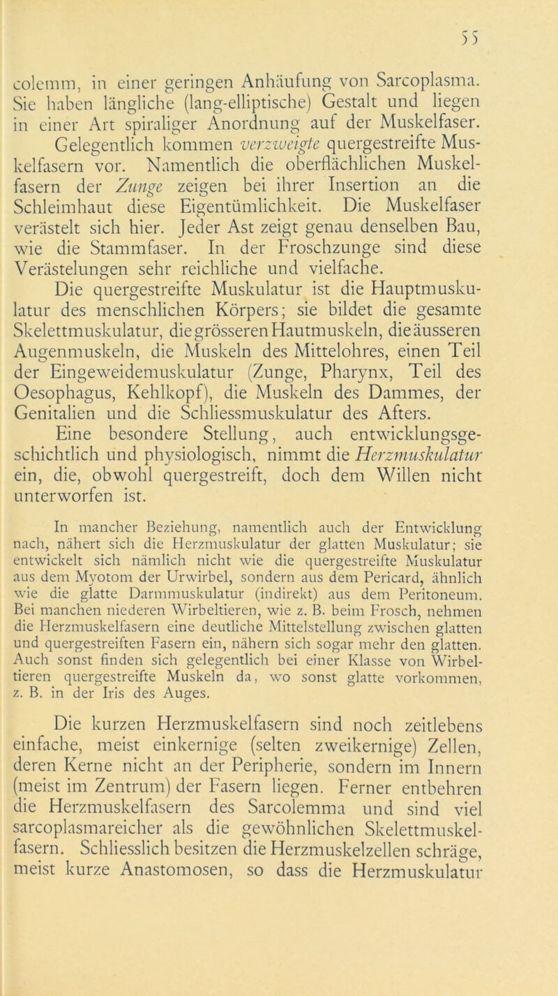 colcmm, in einer geringen Anhäufung von Sarcoplasma. Sie haben längliche (lang-elliptische) Gestalt und liegen in einer Art spiraliger Anordnung auf der Muskelfaser. Gelegentlich kommen verzweigte quergestreifte Mus- kelfasern vor. Namentlich die oberflächlichen Muskel- fasern der Zunge zeigen bei ihrer Insertion an die Schleimhaut diese Eigentümlichkeit. Die Muskelfaser verästelt sich hier. Jeder Ast zeigt genau denselben Bau, wie die Stammfaser. In der Froschzunge sind diese Verästelungen sehr reichliche und vielfache. Die quergestreifte Muskulatur ist die Hauptmusku- latur des menschlichen Körpers; sie bildet die gesamte Skelettmuskulatur, die grösseren Hautmuskeln, die äusseren Augenmuskeln, die Muskeln des Mittelohres, einen Teil der Eingeweidemuskulatur (Zunge, Pharynx, Teil des Oesophagus, Kehlkopf), die Muskeln des Dammes, der Genitalien und die Schliessmuskulatur des Afters. Eine besondere Stellung, auch entwicklungsge- schichtlich und physiologisch, nimmt die Herzmuskulatur ein, die, obwohl quergestreift, doch dem Willen nicht unterworfen ist. In mancher Beziehung, namentlich auch der Entwicklung nach, nähert sich die Herzmuskulatur der glatten Muskulatur; sie entwickelt sich nämlich nicht wie die quergestreifte Muskulatur aus dem Myotom der Urwirbel, sondern aus dem Pericard, ähnlich wie die glatte Darmmuskulatur (indirekt) aus dem Peritoneum. Bei manchen niederen Wirbeltieren, wie z. B. beim Frosch, nehmen die Herzmuskelfasern eine deutliche Mittelstellung zwischen glatten und quergestreiften Fasern ein, nähern sich sogar mehr den glatten. Auch sonst finden sich gelegentlich bei einer Klasse von Wirbel- tieren quergestreifte Muskeln da, wo sonst glatte Vorkommen, z. B. in der Iris des Auges. Die kurzen Herzmuskelfasern sind noch zeitlebens einfache, meist einkernige (selten zweikernige) Zellen, deren Kerne nicht an der Peripherie, sondern im Innern (meist im Zentrum) der Fasern liegen. Ferner entbehren die Herzmuskelfasern des Sarcolemma und sind viel sarcoplasmareicher als die gewöhnlichen Skelettmuskel- fasern. Schliesslich besitzen die Herzmuskelzellen schräge, meist kurze Anastomosen, so dass die Herzmuskulatur