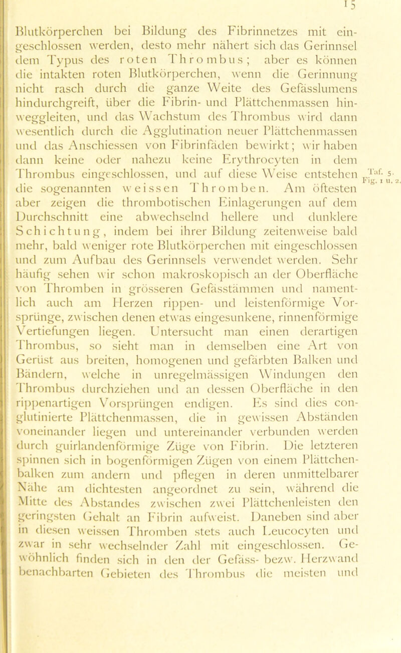 Blutkörperchen bei Bildung des Fibrinnetzes mit ein- geschlossen werden, desto mehr nähert sich das Gerinnsel dem Typus des roten Thrombus; aber es können die intakten roten Blutkörperchen, wenn die Gerinnung nicht rasch durch die ganze Weite des Gefässlumens hindurchgreift, über die Fibrin- und Plättchenmassen hin- weggleiten, und das Wachstum des Thrombus wird dann wesentlich durch die Agglutination neuer Plättchenmassen und das Anschiessen von Fibrinfäden bewirkt; wir haben dann keine oder nahezu keine Erythrocyten in dem Thrombus eingeschlossen, und auf diese Weise entstehen die sogenannten weissen Thromben. Am öftesten aber zeigen die thrombotischen Einlagerungen auf dem Durchschnitt eine abwechselnd hellere und dunklere Schichtung, indem bei ihrer Bildung zeitenweise bald mehr, bald weniger rote Blutkörperchen mit eingeschlossen und zum Aufbau des Gerinnsels verwendet werden. Sehr häufig sehen wir schon makroskopisch an der Oberfläche von Thromben in grösseren Gefässtämmen und nament- lieh auch am Herzen rippen- und leistenförmige Vor- sprünge, zwischen denen etwas eingesunkene, rinnenförmige Vertiefungen liegen. Untersucht man einen derartigen Thrombus, so sieht man in demselben eine Art von Gerüst aus breiten, homogenen und gefärbten Balken und Bändern, welche in unregelmässigen Windungen den Thrombus durchziehen und an dessen Oberfläche in den rippenartigen Vorsprüngen endigen. Es sind dies con- glutinierte Plättchenmassen, die in gewissen Abständen voneinander liegen und untereinander verbunden werden durch guirlandenförmige Züge von Fibrin. Die letzteren spinnen sich in bogenförmigen Zügen von einem Plättchen- balken zum andern und pflegen in deren unmittelbarer Nahe am dichtesten angeordnet zu sein, während die Mitte des Abstandes zwischen zwei Plättchenleisten den geringsten Gehalt an Fibrin aufweist. Daneben sind aber in diesen weissen Thromben stets auch Leucocyten und zwar in sehr wechselnder Zahl mit eingeschlossen. Ge- wöhnlich finden sich in den der Gefäss- bezw. Herzw and benachbarten Gebieten des Thrombus die meisten und Tat 5- Fig. 1 u.2