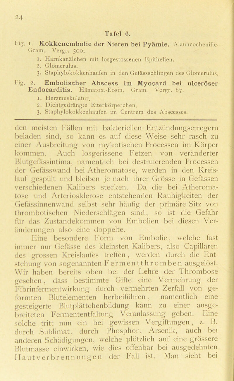 Tafel <). dg. i. Kokkenembolie der Nieren bei Pyäraie. Alauncoehcnille- Gram. Vergr. 500. 1. Harnkanälchen mit losgestossenen Epithelien. 2. Glomerulus. 3. Staphylokokkenhaufen in den Gefässschlingen des Glomerulus. dg. 2. Embolischer Abscess im Myocard bei ulceröser Endocarditis. Hämatox.-Eosin. Gram. Vergr. 67. x. Herzmuskulatur. 2. Dichtgedrängte Eiterkörperchen. 3. Staphylokokkenhaufen im Centrum des Abscesses. den meisten Fällen mit bakteriellen Entzündungserregern beladen sind, so kann es auf diese Weise sehr rasch zu einer Ausbreitung von mykotischen Processen im Körper kommen. Auch losgerissene Fetzen von veränderter Blutgefässintima, namentlich bei destillierenden Processen der Gefässwand bei Atheromatose, werden in den Kreis- lauf gespült und bleiben je nach ihrer Grösse in Gefassen verschiedenen Kalibers stecken. Da die bei Atheroma- tose und Arteriosklerose entstehenden Rauhigkeiten der Gefassinnenwand selbst sehr häufig der primäre Sitz von thrombotischen Niederschlägen sind, so ist die Gefahr für das Zustandekommen von Embolien bei diesen Ver- änderungen also eine doppelte. Eine besondere Form von Embolie, welche fast immer nur Gelasse des kleinsten Kalibers, also Capillaren des grossen Kreislaufes treffen, werden durch die Ent- stehung von sogenannten E er men tt h r o m ben ausgelöst. Wir haben bereits oben bei der Lehre der Thrombose gesehen, dass bestimmte Gifte eine Vermehrung der Fibrinfermentwirkung durch vermehrten Zerfall von ge- formten Blutelementen herbei führen , namentlich eine gesteigerte Blutplättchenbildung kann zu einer ausge- breiteten Fermententfaltung Veranlassung geben. Eine solche tritt nun ein bei gewissen Vergiftungen, z. B. durch Sublimat, durch Phosphor, Arsenik, auch bei anderen Schädigungen, welche plötzlich auf eine grössere Blutmasse einwirken, wie dies offenbar bei ausgedehnten Haut Verbrennungen der hall ist. Man sieht bei