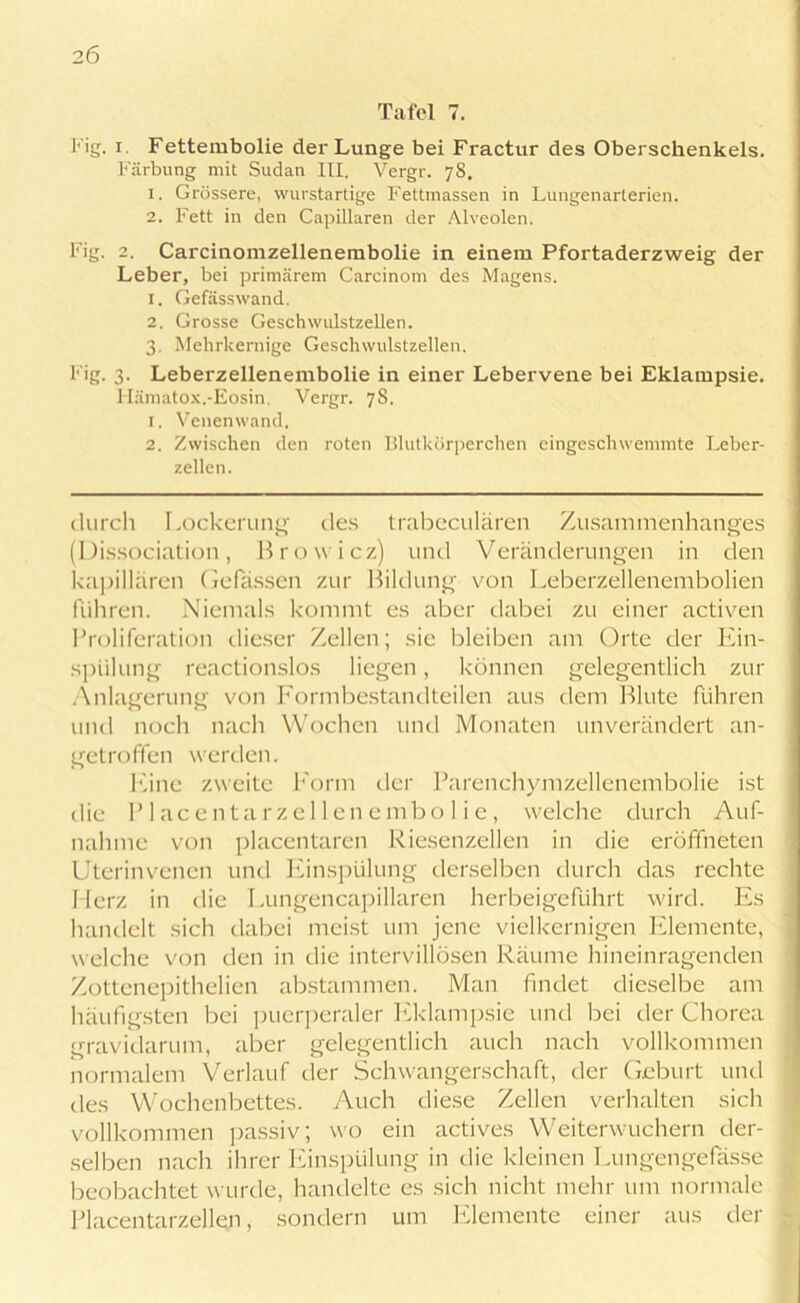 26 Tafel 7. I'ig. i Fettembolie der Lunge bei Fractur des Oberschenkels. Färbung mit Sudan III. Vergr. 78. 1. Grössere, wurstartige Fettmassen in Lungenarterien. 2. Fett in den Capillaren der Alveolen. Fig. 2. Carcinomzellenembolie in einem Pfortaderzweig der Leber, bei primärem Carcinom des Magens. 1. Gefässwand. 2. Grosse Geschwulstzellen. 3. Mehrkernige Geschwulstzellen. I' ig. 3. Leberzellenembolie in einer Lebervene bei Eklampsie. Hämatox.-Eosin. Vergr. 78. 1. Venenwand. 2. Zwischen den roten Blutkörperchen eingeschwemmte Leber- zellcn. durch Lockerung des trabeculären Zusammenhanges (Dissociation, Browicz) und Veränderungen in den kapillären Gelassen zur Bildung von Leberzellenembolien führen. Niemals kommt es aber dabei zu einer activen Proliferation dieser Zellen; sie bleiben am Orte der Ein- spiilung reactionslos liegen, können gelegentlich zur Anlagerung von Formbestandteilen aus dem Blute führen und noch nach Wochen und Monaten unverändert an- getrofifen werden. Eine zweite Form der Parenchymzellenembolie ist die P 1 ac en ta r z e 11 en embo 1 i e , welche durch Auf- nahme von placentaren Riesenzellen in die eröffneten Uterinvenen und Einspülung derselben durch das rechte Herz in die Lungencapillaren herbeigeführt wird. Es handelt sich dabei meist um jene vielkernigen Elemente, welche von den in die intervillösen Räume hineinragenden Zottenepithelien abstammen. Man findet dieselbe am häufigsten bei puerperaler Eklampsie und bei der Chorea gravidarum, aber gelegentlich auch nach vollkommen normalem Verlauf der Schwangerschaft, der Geburt und des Wochenbettes. Auch diese Zellen verhalten sich vollkommen passiv; wo ein actives Weiterwuchern der- selben nach ihrer Einspülung in die kleinen Lungengefässe beobachtet wurde, handelte es sich nicht mehr um normale Placentarzellen, sondern um Elemente einer aus der