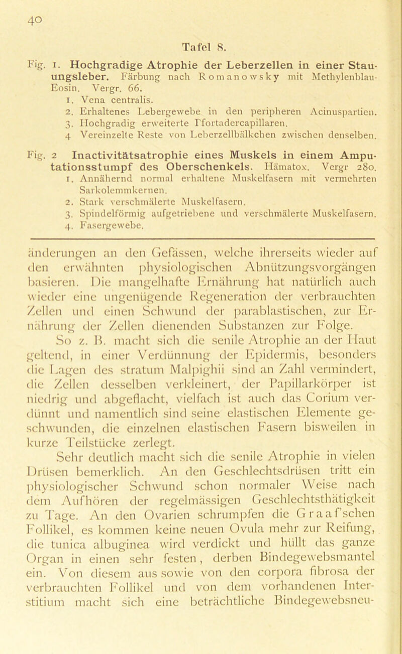 Tafel 8. Fig. i. Hochgradige Atrophie der Leberzellen in einer Stau- ungsleber. Färbung nach Romanowsky mit Methylenblau- Eosin. Vergr. 66. 1. Vena centralis. 2. Erhaltenes Lebergewebe in den peripheren Acinuspartien. 3. Hochgradig erweiterte rfortadercapillaren. 4 Vereinzelte Reste von Leberzellbälkchen zwischen denselben. Fig. 2 Inactivitätsatrophie eines Muskels in einem Ampu- tationsstumpf des Oberschenkels. Hämatox. Vergr 280. X. Annähernd normal erhaltene Muskelfasern mit vermehrten Sarkolemmkernen. 2. Stark verschmälerte Muskelfasern. 3. Spindelförmig aufgetriebene und verschmälerte Muskelfasern. 4. Fasergewebe. Änderungen an den Gefässen, welche ihrerseits wieder auf den erwähnten physiologischen Abnützungsvorgängen basieren. Die mangelhafte Ernährung hat natürlich auch wieder eine ungenügende Regeneration der verbrauchten Zellen und einen Schwund der parablastischen, zur Er- nährung der Zellen dienenden Substanzen zur Folge. So z. B. macht sich die senile Atrophie an der Haut geltend, in einer Verdünnung der Epidermis, besonders die Lagen des stratum Malpighii sind an Zahl vermindert, die Zellen desselben verkleinert, der Papillarkörper ist niedrig und abgeflacht, vielfach ist auch das Corium ver- dünnt und namentlich sind seine elastischen Elemente ge- schwunden, die einzelnen elastischen Fasern bisweilen in kurze Teilstücke zerlegt. Sehr deutlich macht sich die senile Atrophie in vielen Drüsen bemerklich. An den Geschlechtsdrüsen tritt ein physiologischer Schwund schon normaler Weise nach dem Aufhören der regelmässigen Geschlechtsthätigkeit zu Tage. An den Ovarien schrumpfen die Graaf’schen Follikel, es kommen keine neuen Ovula mehr zur Reifung, die tunica albuginea wird verdickt und hüllt das ganze Organ in einen sehr festen, derben Bindegewebsmantel ein. Von diesem aus sowie von den corpora fibrosa der verbrauchten Follikel und von dem vorhandenen Inter- stitium macht sich eine beträchtliche Bindegewebsneu-