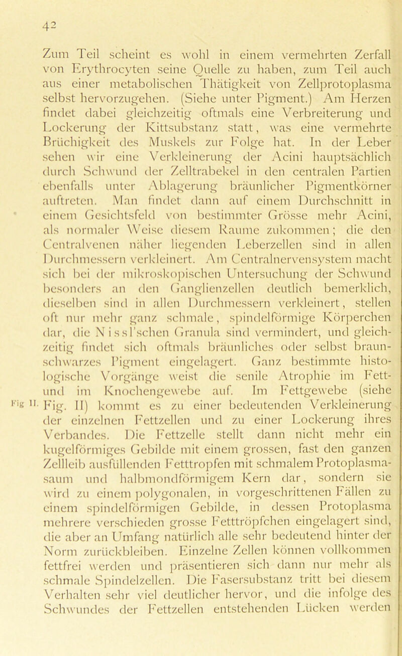 Zum Teil scheint es wohl in einem vermehrten Zerfall von Erythrocyten seine Quelle zu haben, zum Teil auch aus einer metabolischen Thätigkeit von Zellprotoplasma selbst hervorzugehen. (Siehe unter Pigment.) Am Herzen findet dabei gleichzeitig oftmals eine Verbreiterung und Lockerung der Kittsubstanz statt, was eine vermehrte Brüchigkeit des Muskels zur Folge hat. In der Leber sehen wir eine Verkleinerung der Acini hauptsächlich durch Schwund der Zelltrabekel in den centralen Partien ebenfalls unter Ablagerung bräunlicher Pigmentkörner auftreten. Man findet dann auf einem Durchschnitt in einem Gesichtsfeld von bestimmter Grösse mehr Acini, als normaler Weise diesem Raume zukommen; die den Centralvenen näher liegenden Leberzellen sind in allen Durchmessern verkleinert. Am Centralnervensystem macht sich bei der mikroskopischen Untersuchung der Schwund besonders an den Ganglienzellen deutlich bemerklich, dieselben sind in allen Durchmessern verkleinert, stellen oft nur mehr ganz schmale, spindelförmige Körperchen dar, die Miss Eschen Granula sind vermindert, und gleich- zeitig findet sich oftmals bräunliches oder selbst braun- schwarzes Pigment eingelagert. Ganz bestimmte histo- logische Vorgänge weist die senile Atrophie im Fett- und im Knochengewebe auf. Im Fettgewebe (siehe ■ Fig. II) kommt es zu einer bedeutenden Verkleinerung der einzelnen Fettzellen und zu einer Lockerung ihres Verbandes. Die Fettzelle stellt dann nicht mehr ein kugelförmiges Gebilde mit einem grossen, fast den ganzen Zellleib ausfüllenden Fetttropfen mit schmalem Protoplasma- saum und halbmondförmigem Kern dar, sondern sie wird zu einem polygonalen, in vorgeschrittenen Bällen zu einem spindelförmigen Gebilde, in dessen Protoplasma mehrere verschieden grosse Fetttröpfchen eingelagert sind, die aber an Umfang natürlich alle sehr bedeutend hinter der Norm Zurückbleiben. Einzelne Zellen können vollkommen fettfrei werden und präsentieren sich dann nur mehr als schmale Spindelzellen. Die Fasersubstanz tritt bei diesem Verhalten sehr viel deutlicher hervor, und die infolge des Schwundes der Fettzellen entstehenden Lücken werden