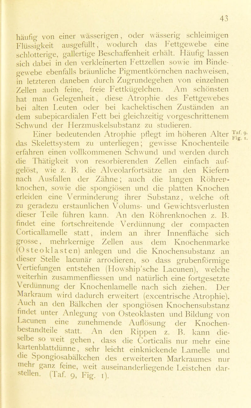 häufig von einer wässerigen, oder wässerig schleimigen Flüssigkeit ausgefüllt, wodurch das Fettgewebe eine schlotterige, gallertige Beschaffenheit erhält. Häufig lassen sich dabei in den verkleinerten Fettzellen sowie im Binde- gewebe ebenfalls bräunliche Pigmentkörnchen nachweisen, in letzteren daneben durch Zugrundegehen von einzelnen Zellen auch feine, freie Fettkügelchen. Am schönsten hat man Gelegenheit, diese Atrophie des Fettgewebes bei alten Leuten oder bei kachektischen Zuständen an dem subepicardialen Fett bei gleichzeitig vorgeschrittenem Schwund der Herzmuskelsubstanz zu studieren. Einer bedeutenden Atrophie pflegt im höheren Alter das Skelettsystem zu unterliegen; gewisse Knochenteile erfahren einen vollkommenen Schwund und werden durch die Thätigkeit von resorbierenden Zellen einfach auf- gelöst, wie z. B. die Alveolarfortsätze an den Kiefern nach Ausfallen der Zähne; auch die langen Röhren- knochen, sowie die spongiösen und die platten Knochen erleiden eine Verminderung ihrer Substanz, welche oft zu geradezu erstaunlichen Volums- und Gewichtsverlusten dieser Teile führen kann. An den Röhrenknochen z. B. findet eine fortschreitende Verdünnung der compacten Corticallamelle statt, indem an ihrer Innenfläche sich grosse, mehrkernige Zellen aus dem Knochenmarke (Osteoklasten) anlegen und die Knochensubstanz an dieser Stelle lacunär arrodieren, so dass grubenförmige Vertiefungen entstehen (Flowship’sche Lacunen), welche weiterhin zusammenfliessen und natürlich eine fortgesetzte \ crdünnung der Knochenlamelle nach sich ziehen. Der Markraum wird dadurch erweitert (excentrische Atrophie). Auch an den Bälkchen der spongiösen Knochensubstanz findet unter Anlegung von Osteoklasten und Bildung von Lacunen eine zunehmende Auflösung der Knochen- bestandteile statt. An den Rippen z. B. kann die- selbe so weit gehen, dass die Corticalis nur mehr eine kartenblattdünne, sehr leicht einknickende Lamelle und c le Spongiosabälkchen des erweiterten Markraumes nur mehr ganz feine, weit auseinanderliegende Leistchen dar- stellen. (Taf. 9, Fig. i). Taf. 9. Fig. 1.