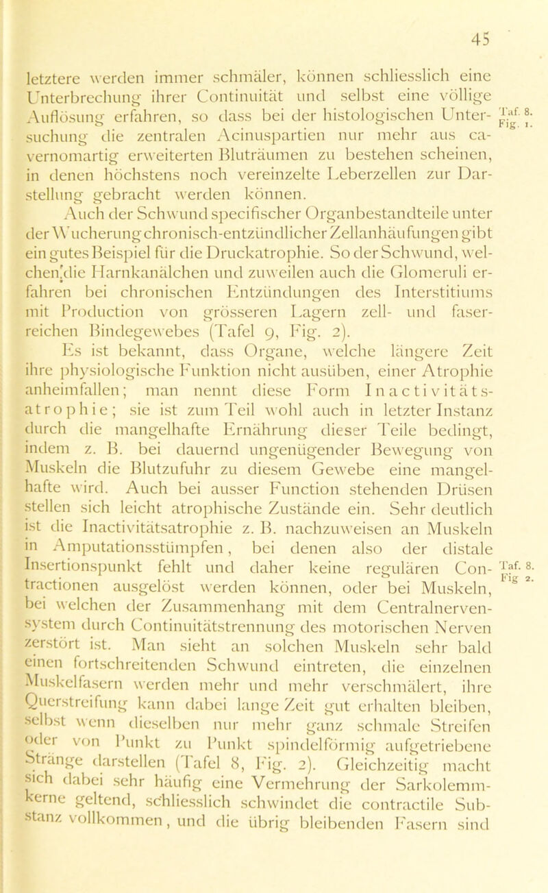 letztere werden immer schmäler, können schliesslich eine Unterbrechung ihrer Continuität und selbst eine völlige Auflösung erfahren, so dass bei der histologischen Unter- suchung die zentralen Acinuspartien nur mehr aus ca- vernomartig erweiterten Bluträumen zu bestehen scheinen, in denen höchstens noch vereinzelte Leberzellen zur Dar- stellung gebracht werden können. Auch der Schwund specifischer Organbestandteile unter der W ucherung chronisch-entzündlicher Zellanhäufungen gibt ein gutes Beispiel für die Druckatrophie. So der Schwund, wel- chen'die Harnkanälchen und zuweilen auch die Glomeruli er- fahren bei chronischen Entzündungen des Interstitiums mit Production von grösseren Lagern zell- und faser- reichen Bindegewebes (Tafel 9, Fig. 2). Es ist bekannt, dass Organe, welche längere Zeit ihre physiologische Funktion nicht ausüben, einer Atrophie anheim fallen; man nennt diese Form Inäctivitäts- atrophie; sie ist zum Teil wohl auch in letzter Instanz durch die mangelhafte Ernährung dieser Teile bedingt, indem z. B. bei dauernd ungenügender Bewegung von Muskeln die Blutzufuhr zu diesem Gewebe eine mangel- hafte wird. Auch bei ausser Function stehenden Drüsen stellen sich leicht atrophische Zustände ein. Sehr deutlich ist die Inactivitätsatrophie z. B. nachzuweisen an Muskeln in Amputationsstümpfen, bei denen also der distale Insertionspunkt fehlt und daher keine regulären Con- tractionen ausgelöst werden können, oder bei Muskeln, bei welchen der Zusammenhang mit dem Centralnerven- system durch Continuitätstrennung des motorischen Nerven zerstört ist. Man sieht an solchen Muskeln sehr bald einen fortschreitenden Schwund eintreten, die einzelnen Muskelfasern werden mehr und mehr verschmälert, ihre Querstreifung kann dabei lange Zeit gut erhalten bleiben, selbst wenn dieselben nur mehr ganz schmale Streifen odei von Punkt zu Punkt spindelförmig aufgetriebene tiänge darstellen (lafel 8, Fig. 2). Gleichzeitig macht sich dabei sehr häufig eine Vermehrung der Sarkolemm- kerne geltend, schliesslich schwindet die contractile Sub- stanz vollkommen, und die übrig bleibenden Fasern sind Taf. 8. Fig. 1. Taf. 8. Fig 2.