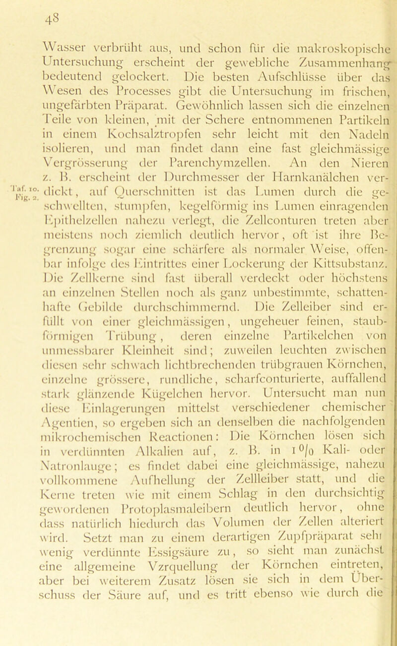 4s l'af. i l-’ig. Wasser verbrüht aus, und schon für die makroskopische Untersuchung erscheint der gewebliche Zusammenhang bedeutend gelockert. Die besten Aufschlüsse über das Wesen des Processes gibt die Untersuchung im frischen, ungefärbten Präparat. Gewöhnlich lassen sich die einzelnen Peile von kleinen, mit der Schere entnommenen Partikeln in einem Kochsalztropfen sehr leicht mit den Nadeln isolieren, und man findet dann eine fast gleichmässige Vergrösserung der Parenchymzellen. An den Nieren z. B. erscheint der Durchmesser der Harnkanälchen ver- • dickt, auf Querschnitten ist das Lumen durch die ge- schwellten, stumpfen, kegelförmig ins Lumen einragenden Kpithelzellen nahezu verlegt, die Zellconturen treten aber meistens noch ziemlich deutlich hervor, oft ist ihre Be- grenzung sogar eine schärfere als normaler Weise, offen- bar infolge des Eintrittes einer Lockerung der Kittsubstanz. Die Zellkerne sind fast überall verdeckt oder höchstens an einzelnen Stellen noch als ganz unbestimmte, schatten- hafte Gebilde durchschimmernd. Die Zelleiber sind er- füllt von einer gleichmässigen, ungeheuer feinen, staub- förmigen Trübung, deren einzelne Partikelchen von unmessbarer Kleinheit sind; zuweilen leuchten zwischen diesen sehr schwach lichtbrechenden trübgrauen Körnchen, einzelne grössere, rundliche, scharfconturierte, auffallend stark glänzende Kügelchen hervor. Untersucht man nun diese 1 Einlagerungen mittelst verschiedener chemischer Agentien, so ergeben sich an denselben die nachfolgenden mikrochemischen Reactionen: Die Körnchen lösen sich in verdünnten Alkalien auf, z. B. in i °/o Kali- oder Natronlauge; es findet dabei eine gleichmässige, nahezu vollkommene Aufhellung der Zellleiber statt, und die Kerne treten w ie mit einem Schlag in den durchsichtig gewordenen Protoplasmaleibern deutlich hervor, ohne dass natürlich hiedurch das Volumen der Zellen alteriert wird. Setzt man zu einem derartigen Zupfpräparat sein wenig verdünnte Essigsäure zu, so sieht man zunächst eine allgemeine Vzrquellung der Körnchen eintreten, aber bei weiterem Zusatz lösen sie sich in dem Über- schuss der Säure auf, und es tritt ebenso wie durch die