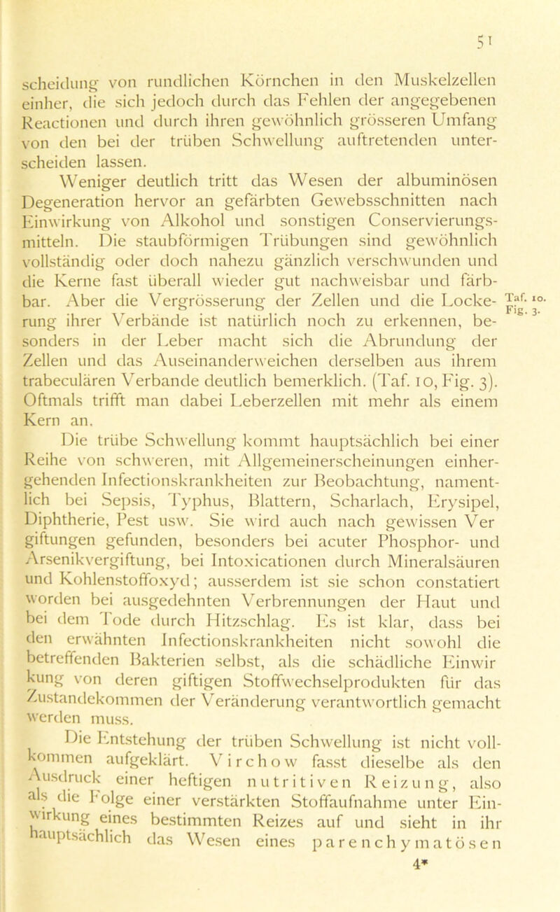 5' Scheidung von rundlichen Körnchen in den Muskelzellen einher, die sich jedoch durch das Fehlen der angegebenen Reactionen und durch ihren gewöhnlich grösseren Umfang von den bei der trüben Schwellung auftretenden unter- scheiden lassen. Weniger deutlich tritt das Wesen der albuminösen Degeneration hervor an gefärbten Gewebsschnitten nach Einwirkung von Alkohol und sonstigen Conservierungs- mitteln. Die staubförmigen Trübungen sind gewöhnlich vollständig oder doch nahezu gänzlich verschwunden und die Kerne fast überall wieder gut nachweisbar und färb- bar. Aber die Vergrösserung der Zellen und die Locke- rung ihrer Verbände ist natürlich noch zu erkennen, be- sonders in der Leber macht sich die Abrundung der Zellen und das Auseinanderweichen derselben aus ihrem trabeculären Verbände deutlich bemerklich. (Taf. io, Fig. 3). Oftmals trifft man dabei Leberzellen mit mehr als einem Kern an. Die trübe Schwellung kommt hauptsächlich bei einer Reihe von schweren, mit Allgemeinerscheinungen einher- gehenden Infectionskrankheiten zur Beobachtung, nament- lich bei Sepsis, Typhus, Blattern, Scharlach, Erysipel, Diphtherie, Pest usw. Sie wird auch nach gewissen Ver giftungen gefunden, besonders bei acuter Phosphor- und Arsenikvergiftung, bei Intoxicationen durch Mineralsäuren und Kohlenstoffoxyd; ausserdem ist sie schon constatiert worden bei ausgedehnten Verbrennungen der Haut und bei dem Tode durch Hitzschlag. Es ist klar, dass bei den erwähnten Infectionskrankheiten nicht sowohl die betreffenden Bakterien selbst, als die schädliche Einwir kung von deren giftigen Stoffwechselprodukten für das Zustandekommen der Veränderung verantwortlich gemacht werden muss. Die Entstehung der trüben Schwellung ist nicht voll- kommen aufgeklärt. Virchow fasst dieselbe als den Ausdruck einer heftigen nutritiven Reizung, also als die Polge einer verstärkten Stoffaufnahme unter Ein- wirkung eines bestimmten Reizes auf und sieht in ihr auptsächlich das Wesen eines parenchymatösen 4* Taf. 10.