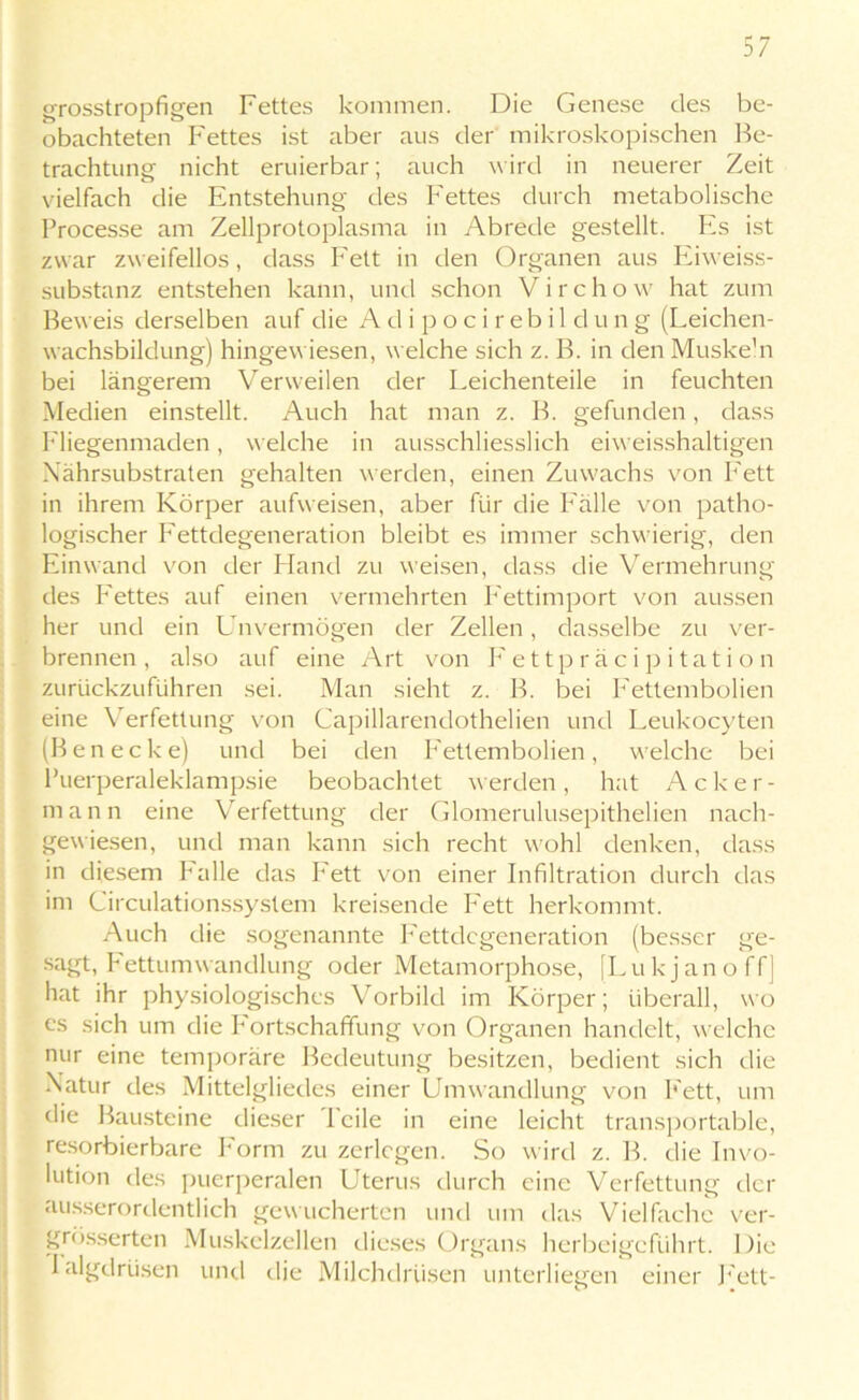 grosstropfigen Fettes kommen. Die Genese des be- obachteten Fettes ist aber aus der mikroskopischen Be- trachtung nicht eruierbar; auch wird in neuerer Zeit vielfach die Entstehung des Fettes durch metabolische Processe am Zellprotoplasma in Abrede gestellt. Pis ist zwar zweifellos, dass Fett in den Organen aus Eiweiss- substanz entstehen kann, und schon Virchow hat zum Beweis derselben auf die A cl i p o c i r e b i 1 d u n g (Leichen- wachsbildung) hingewiesen, welche sich z. B. in den Muske'n bei längerem Verweilen der Leichenteile in feuchten Medien einstellt. Auch hat man z. B. gefunden, dass Fliegenmaden, welche in ausschliesslich eiweisshaltigen Nährsubstraten gehalten werden, einen Zuwachs von P'ett in ihrem Körper aufweisen, aber für die Fälle von patho- logischer Fettdegeneration bleibt es immer schwierig, den Ein wand von der Hand zu weisen, dass die Vermehrung des Fettes auf einen vermehrten Fettimport von aussen her und ein Unvermögen der Zellen, dasselbe zu ver- brennen, also auf eine Art von Fettpräcipitation zurückzuführen sei. Man sieht z. B. bei Fettembolien eine Verfettung von Capillarendothelien und Leukocyten (Ben ecke) und bei den P'ettembolien, welche bei Puerperaleklampsie beobachtet werden, hat Acker- mann eine Verfettung der Glomerulusepithelien nach- gewiesen, und man kann sich recht v7ohl denken, dass in diesem Falle das Fett von einer Infiltration durch das im Circulationssystem kreisende P'ett herkommt. Auch die sogenannte Fettdegeneration (besser ge- sagt, Fettumwandlung oder Metamorphose, (Lu k j an o ffj hat ihr physiologisches Vorbild im Körper; überall, wo es sich um die Fortschaffung von Organen handelt, welche nur eine temporäre Bedeutung besitzen, bedient sich die Natur des Mittelgliedes einer Umwandlung von P'ett, um die Bausteine dieser Peile in eine leicht transportable, resorbierbare P'orm zu zerlegen. So wird z. B. die Invo- lution des puerperalen Uterus durch eine Verfettung der ausserordentlich gewucherten und um das Vielfache ver- besserten Muskelzellen dieses Organs herbeigeführt. Die Talgdrüsen und die Milchdrüsen unterliegen einer P'ett-