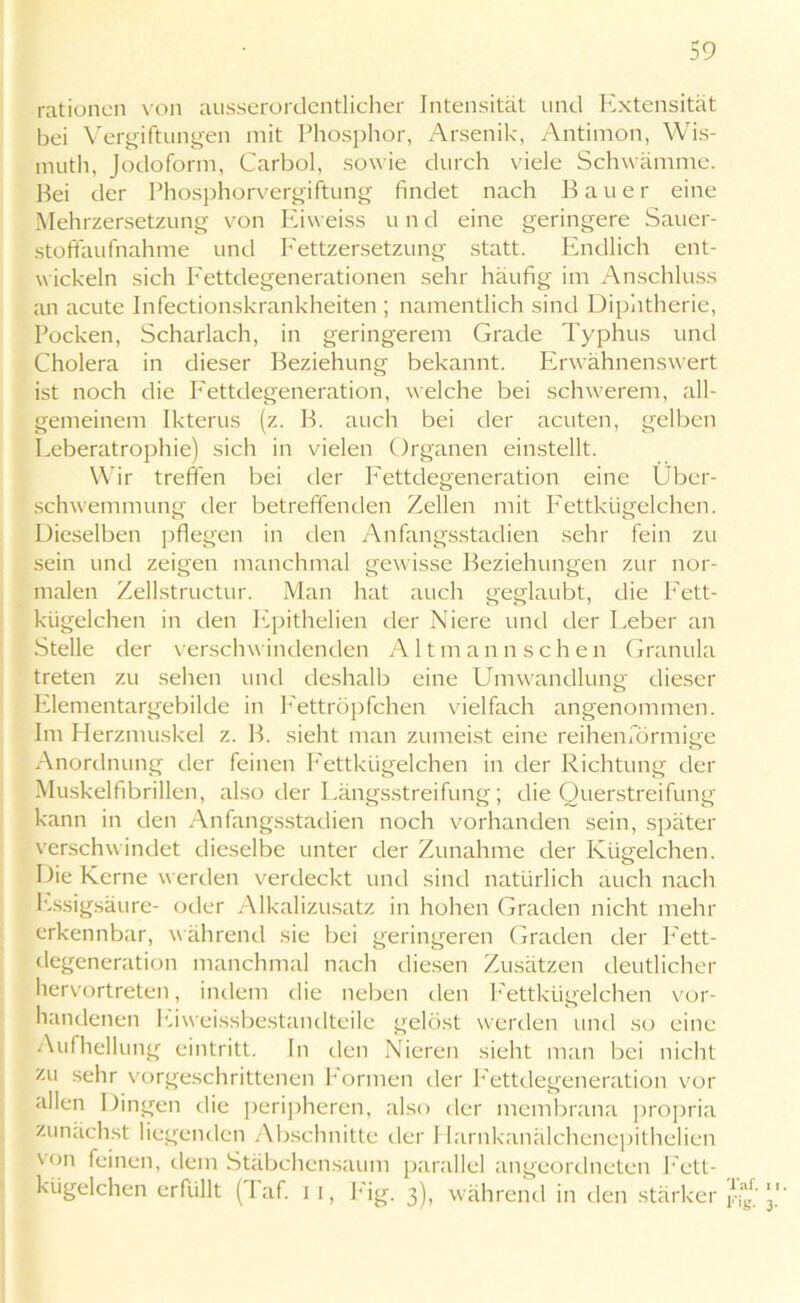 rationell von ausserordentlicher Intensität und Extensität bei Vergiftungen mit Phosphor, Arsenik, Antimon, Wis- muth, Jodoform, Carbol, sowie durch viele Schwämme. Bei der Phosphorvergiftung findet nach Bauer eine Mehrzersetzung von Eiweiss u n cl eine geringere Sauer- stoffaufnahme und Fettzersetzung statt. Endlich ent- wickeln sich Fettdegenerationen sehr häufig im Anschluss an acute Infectionskrankheiten ; namentlich sind Diphtherie, Pocken, Scharlach, in geringerem Grade Typhus und Cholera in dieser Beziehung bekannt. Erwähnenswert ist noch die Fettdegeneration, welche bei schwerem, all- gemeinem Ikterus (z. B. auch bei der acuten, gelben Leberatrophie) sich in vielen Organen einstellt. Wir treffen bei der Fettdegeneration eine Über- schwemmung der betreffenden Zellen mit Fettkügelchen. Dieselben pflegen in den Anfangsstadien sehr fein zu sein und zeigen manchmal gewisse Beziehungen zur nor- malen Zellstructur. Man hat auch geglaubt, die Fett- kügelchen in den Epithelien der Niere und der Leber an Stelle der verschwindenden Altmann sehen Granula treten zu sehen und deshalb eine Umwandlung dieser Elementargebilde in Fettröpfchen vielfach angenommen. Im Herzmuskel z. B. sieht man zumeist eine reihenförmige Anordnung der feinen Fettkügelchen in der Richtung der Muskelfibrillen, also der Längsstreifung; die Querstreifung kann in den Anfangsstadien noch vorhanden sein, später verschwindet dieselbe unter der Zunahme der Kügelchen. Die Kerne werden verdeckt und sind natürlich auch nach Essigsäure- oder Alkalizusatz in hohen Graden nicht mehr erkennbar, während sie bei geringeren Graden der Fett- degeneration manchmal nach diesen Zusätzen deutlicher hervortreten, indem die neben den Fettkügelchen vor- handenen Ei Weissbestandteile gelöst werden und so eine Aufhellung eintritt. ln den Nieren sieht man bei nicht zu sehr vorgeschrittenen Formen der Fettdegeneration vor allen Dingen die peripheren, also der membrana propria zunächst liegenden Abschnitte der 1 larnkanälehenepithelien von feinen, dem Stäbchensaum parallel angeordneten Fett- kügelchen erfüllt (1 af. i i, F'ig. 3), während in den stärker Taf. x Fig- 3