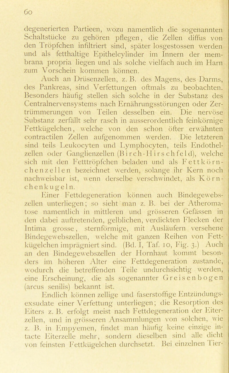 degenerierten Partieen, wozu namentlich die sogenannten Schaltstücke zu gehören pflegen, die Zellen diffus von den 1 röpfchen infiltriert sind, später losgestossen werden und als fetthaltige Epitheleylinder im Innern der mem- brana propria liegen und als solche vielfach auch im Harn zum Vorschein kommen können. Auch an Drüsenzellen, z. B. des Magens, des Darms, des Pankreas, sind Verfettungen oftmals zu beobachten. Besonders häufig stellen sich solche in der Substanz des Centralnervensystems nach Ernährungsstörungen oder Zer- trümmerungen von Teilen desselben ein. Die nervöse Substanz zerfällt sehr rasch in ausserordentlich feinkörnige Kettkügelchen, welche von den schon öfter erwähnten contractilen Zellen aufgenommen werden. Die letzteren sind teils Leukocyten und Lymphocyten, teils Endothel- zellen oder Ganglienzellen (B i rch-Hi rs ch fei d), welche sich mit den Ketttröpfchen beladen und als Kettkörn- chenzellen bezeichnet werden, solange ihr Kern noch nachweisbar ist, wenn derselbe verschwindet, als Körn- chen k u g ein. Einer Kettdegeneration können auch Bindegewebs- zellen unterliegen; so sieht man z. B. bei der Atheroma- tose namentlich in mittleren und grösseren Gefässen in den dabei auftretenden, gelblichen, verdickten Hecken der Intima grosse, sternförmige, mit Ausläufern versehene Bindegewebszellen, welche mit ganzen Reihen von Fett- kügelchen imprägniert sind. (Bd. I, Taf. io, Kig. 3.) Auch an den Bindegewebszellen der Hornhaut kommt beson- ders im höheren Alter eine Fettdegeneration zustande, wodurch die betreffenden Peile undurchsichtig werden, eine Erscheinung, die als sogenannter Greisen bogen (arcus senilis) bekannt ist. Endlich können zeitige und faserstoffige Entzündungs- exsudate einer Verfettung unterliegen; die Resorption des Eiters z. B. erfolgt meist nach Fettdegeneration der Eiter- zellen, und in grösseren Ansammlungen von solchen, wie z. B. in Empyemen, findet man häufig keine einzige in- tacte Eiterzelle mehr, sondern dieselben sind alle dicht von feinsten Kettkügelchen durchsetzt. Bei einzelnen 1 ier-