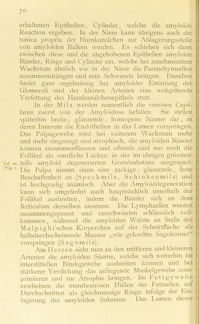 ;o erhaltenen Epithelien, Cylinder, welche die amyloide Reaction ergeben. In der Niere kann übrigens auch die tunica propria der Harnkanälchen zur Ablagerungsstelle von amyloiden Balken werden. Es schieben sich dann zwischen diese und die abgehobenen Epithelien amyloide Bänder, Ringe und Cylinder ein, welche bei zunehmendem Wachstum ähnlich wie in der Niere die Parenchymzellen zusammendrängen und zum Schwunde bringen. Daneben findet ganz regelmässig bei amyloider Entartung der Glomeruli und der kleinen Arterien eine weitgehende Verfettung des Harnkanälchenepithels statt. In der Milz werden namentlich die venösen Capil- laren zuerst von der Amyloidose befallen. Sie stellen späterhin breite, glänzende, homogene Säume dar, in deren Innerem die Endothelien in das Lumen vorspringen. Das Pulpagewebe wird bei weiterem Wachstum mehr und mehr eingeengt und atrophisch, die amyloiden Bänder können zusammenfliessen und oftmals sind nur noch die Follikel als rundliche Lücken in der im übrigen grössten- r. 12. teils amyloid degenerierten Grundsubstanz ausgespart. IK'' Die Pulpa nimmt dann eine zackige, glänzende, feste Beschaffenheit an (Speckmilz, S ch i nke n m i 1 z) und ist hochgradig anämisch. Aber die Amyloiddegeneration kann sich umgekehrt auch hauptsächlich innerhalb der Follikel ausbreiten, indem die Bänder sich an dem Reticulum derselben ansetzen. Die Lymphzellen werden zusammengepresst und verschwinden schliesslich voll- kommen, während die amyloiden Wülste an Stelle der M a 1 p i g h i’schen Körperchen auf der Schnittfläche als halbdurchscheinende Massen „wie gekochte Sagokörner“ vorspringen (Sagomilz). Am Herzen sieht man an den mittleren und kleineren Arterien die amyloiden Säume, welche sich weiterhin im interstitiellen Bindegewebe ausbreiten können und bei stärkerer Verdickung das anliegende Muskelgewebe coin- primieren und zur Atrophie bringen. Im hettgewebe erscheinen die membranösen Hüllen der Fettzellen auf Durchschnitten als gleichmässige Ringe infolge der Ein- lagerung der amyloiden Substanz. Das Lumen dieser