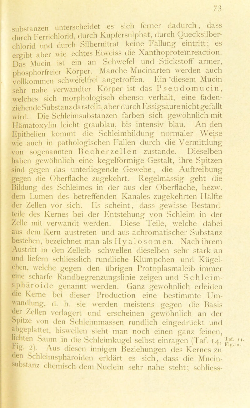 73 Substanzen unterscheidet es sich ferner dadurch, dass durch Ferrichlorid, durch Kupfersulphat, durch Quecksilber- chlorid und durch Silbernitrat keine Fällung eintritt; es ergibt aber wie echtes Eiweiss die Xanthoproteinreaction. Das Mucin ist ein an Schwefel und Stickstoff armer, phosphorfreier Körper. Manche Mucinarten werden auch vollkommen schwefelfrei angetroffen. Ein ‘diesem Mucin sehr nahe verwandter Körper ist das Pseu dom nein, welches sich morphologisch ebenso verhält, eine faden- ziehende Substanz darstellt, aber durch Essigsäure nicht gefällt wird. Die Schleimsubstanzen färben sich gewöhnlich mit Hämatoxylin leicht graublau, bis intensiv blau. An den Epithelien kommt die Schleimbildung normaler Weise wie auch in pathologischen Fällen durch die Vermittlung von sogenannten Be eher zellen zustande. Dieselben haben gewöhnlich eine kegelförmige Gestalt, ihre Spitzen sind gegen das unterliegende Gewebe, die Auftreibung gegen die Oberfläche zugekehrt. Regelmässig geht die Bildung des Schleimes in der aus der Oberfläche, bezw. dem Lumen des betreffenden Kanales zugekehrten Plälfte der Zellen vor sich. Es scheint, dass gewisse Bestand- teile des Kernes bei der Entstehung von Schleim in der Zelle mit verwandt werden. Diese Teile, welche dabei aus dem Kern austreten und aus achromatischer Substanz bestehen, bezeichnet man als Hy a 1 o s o m en. Nach ihrem Austritt in den Zelleib schwellen dieselben sehr stark an und liefern schliesslich rundliche Klümpchen und Kügel- chen, welche gegen den übrigen Protoplasmaleib immer eine scharfe Randbegrenzungslinie zeigen und Schleim- sphäroide genannt werden. Ganz gewöhnlich erleiden die Kerne bei dieser Production eine bestimmte Um- wandlung, d. h. sie werden meistens gegen die Basis der Zellen verlagert und erscheinen gewöhnlich an der Spitze von den Schleimmassen rundlich eingedrückt und abgeplattet, bisweilen sieht man noch einen ganz feinen, lichten Saum in die Schleimkugel selbst einragen (Taf. 14, -)■ Aus diesen innigen Beziehungen des Kernes zu den Schleimsphäroiden erklärt es sich, dass die Mucin- substanz chemisch dem Nuclei'n sehr nahe steht; schliess- Taf.