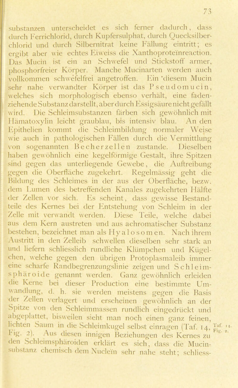 Substanzen unterscheidet es sich ferner dadurch , dass durch Ferrichlorid, durch Kupfersulphat, durch Quecksilber- chlorid und durch Silbernitrat keine Fällung eintritt; es ergibt aber wie echtes Eiweiss die Xanthoproteinreaction. Das Mucin ist ein an Schwefel und Stickstoff armer, phosphorfreier Körper. Manche Mucinarten werden auch vollkommen schwefelfrei angetrofifen. Ein 'diesem Mucin sehr nahe verwandter Körper ist das P seudomucin, welches sich morphologisch ebenso verhält, eine faden- ziehende Substanz da rstellt, aber durch Essigsäure nicht gefällt wird. Die Schleimsubstanzen färben sich gewöhnlich mit Hämatoxylin leicht graublau, bis intensiv blau. An den Epithelien kommt die Schleimbildung normaler Weise wie auch in pathologischen Fällen durch die Vermittlung von sogenannten Becher zellen zustande. Dieselben haben gewöhnlich eine kegelförmige Gestalt, ihre Spitzen sind gegen das unterliegende Gewebe, die Auftreibung gegen die Oberfläche zugekehrt. Regelmässig geht die Bildung des Schleimes in der aus der Oberfläche, bezw. dem Lumen des betreffenden Kanales zugekehrten Hälfte der Zellen vor sich. Es scheint, dass gewisse Bestand- teile des Kernes bei der Entstehung von Schleim in der Zelle mit verwandt werden. Diese 'Peile, welche dabei aus dem Kern austreten und aus achromatischer Substanz bestehen, bezeichnet man als Hy a 1 o som en. Nach ihrem Austritt in den Zelleib schwellen dieselben sehr stark an und liefern schliesslich rundliche Klümpchen und Kügel- chen, welche gegen den übrigen Protoplasmaleib immer eine scharfe Randbegrenzungslinie zeigen und Schleim- sphäroide genannt werden. Ganz gewöhnlich erleiden die Kerne bei dieser Production eine bestimmte Um- wandlung, d. h. sie werden meistens gegen die Basis der Zellen verlagert und erscheinen gewöhnlich an der Spitze von den Schleimmassen rundlich eingedrückt und abgeplattet, bisweilen sieht man noch einen ganz feinen, lichten Saum in die Schleimkugel selbst einragen (Taf. 14, big. 2). Aus diesen innigen Beziehungen des Kernes zu den Schleimsphäroiden erklärt es sich, dass die Mucin- substanz chemisch dem Nu dein sehr nahe steht; schliess- Taf.