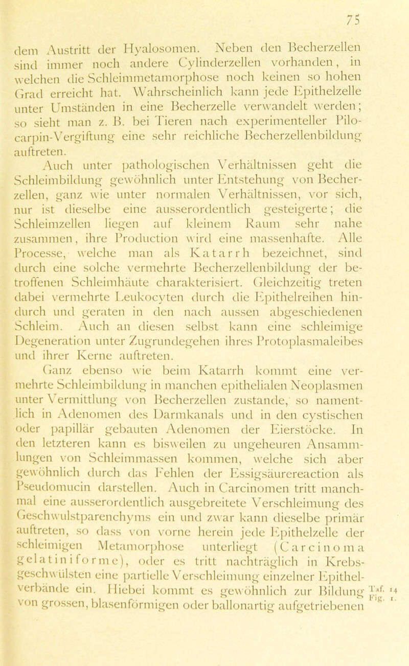 dem Austritt der Hyalosomen. Neben den Becherzellen sind immer noch andere Cylinderzellen vorhanden, in w elchen die Schleimmetamorphose noch keinen so hohen Grad erreicht hat. Wahrscheinlich kann jede Epithelzelle unter Umständen in eine Becherzelle verwandelt werden; so sieht man z. B. bei Tieren nach experimenteller Pilo- carpin-Vergiftung eine sehr reichliche Becherzellenbildung auftreten. Auch unter pathologischen Verhältnissen geht die Schleimbildung gewöhnlich unter Entstehung von Becher- zellen, ganz wie unter normalen Verhältnissen, vor sich, nur ist dieselbe eine ausserordentlich gesteigerte; die Schleimzellen liegen auf kleinem Raum sehr nahe zusammen, ihre Production w ird eine massenhafte. Alle Processe, welche man als Katarrh bezeichnet, sind durch eine solche vermehrte Becherzellenbildung der be- troffenen Schleimhäute charakterisiert. Gleichzeitig treten dabei vermehrte Leukocyten durch die Epithelreihen hin- durch und geraten in den nach aussen abgeschiedenen Schleim. Auch an diesen selbst kann eine schleimige Degeneration unter Zugrundegehen ihres Protoplasmaleibes und ihrer Kerne auftreten. Ganz ebenso wie beim Katarrh kommt eine ver- mehrte Schleimbildung in manchen epithelialen Neoplasmen unter Vermittlung von Becherzellen zustande, so nament- lich in Adenomen des Darmkanals und in den cystischen oder papillär gebauten Adenomen der Eierstöcke. In den letzteren kann es bisweilen zu ungeheuren Ansamm- lungen von Schleimmassen kommen, welche sich aber gewöhnlich durch das Fehlen der Essigsäurereaction als Pseudomucin darstellen. Auch in Carcinomen tritt manch- mal eine ausserordentlich ausgebreitete Verschleimung des Geschwulstparenchyms ein und zwar kann dieselbe primär auftreten, so dass von vorne herein jede Epithelzelle der schleimigen Metamorphose unterliegt (Carcino m a gelatin i fo rme), oder es tritt nachträglich in Krebs- geschwülsten eine partielle Verschleimung einzelner Epithel- verbände ein. Hiebei kommt es gewöhnlich zur Bildung von grossen, blasenförmigen oder ballonartig aufgetriebenen Taf. 14 Fig. 1.