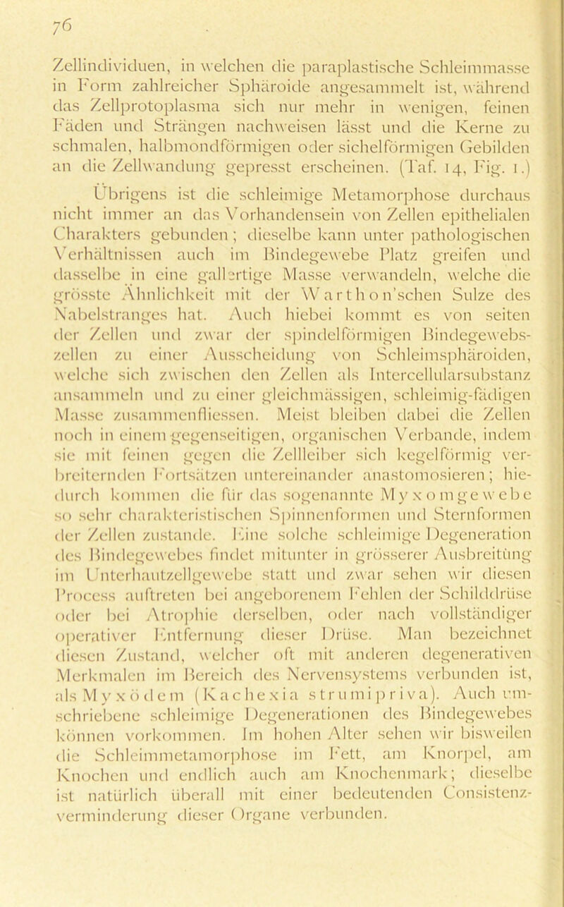 ;6 Zellindividuen, in welchen die paraplastische Schleimmasse in Form zahlreicher Sphäroicle angesammelt ist, während das Zellprotoplasma sich nur mehr in wenigen, feinen Fäden und Strängen nachweisen lässt und die Kerne zu schmalen, halbmondförmigen oder sichelförmigen Gebilden an die Zellwandung gepresst erscheinen. (Taf. 14, Fig. i.) Übrigens ist die schleimige Metamorphose durchaus nicht immer an das Vorhandensein von Zellen epithelialen Charakters gebunden; dieselbe kann unter pathologischen Verhältnissen auch im Bindegewebe Blatz greifen und dasselbe in eine gallertige Masse verwandeln, welche die grösste Ähnlichkeit mit der YVarthon’schen Sülze des Nabelstranges hat. Auch hiebei kommt es von seiten der Zellen und zwar der spindelförmigen Bindegewebs- zellen zu einer Ausscheidung von Schleimsphäroiden, welche sich zwischen den Zellen als Intercellularsubstanz ansammeln und zu einer gleichmässigen, schleimig-fädigen Masse zusammenfliessen. Meist bleiben dabei die Zellen noch in einem gegenseitigen, organischen Verbände, indem sie mit feinen gegen die Zellleiber sich kegelförmig ver- breiternden Fortsätzen untereinander anastomosieren; hie- durch kommen die für das sogenannte My xomge webe so sehr charakteristischen Spinnenformen und Sternformen der Zellen zustande. Fine solche schleimige Degeneration des Bindegewebes findet mitunter in grösserer Ausbreitung im Unterhautzellgewebe statt und zwar sehen wir diesen l’rocess auftreten bei angeborenem Fehlen der Schilddrüse oder bei Atrophie derselben, oder nach vollständiger operativer Fntfernung dieser Drüse. Man bezeichnet diesen Zustand, welcher oft mit anderen degenerativen Merkmalen im Bereich des Nervensystems verbunden ist, als M y x ödem (K ache x i a st r u m i p r i v a). Auch um- schriebene schleimige Degenerationen des Bindegewebes können Vorkommen. Im hohen Alter sehen wir bisweilen die Schleimmetamorphose im Fett, am Knorpel, am Knochen und endlich auch am Knochenmark; dieselbe ist natürlich überall mit einer bedeutenden Consistenz- verminderung dieser Organe verbunden.