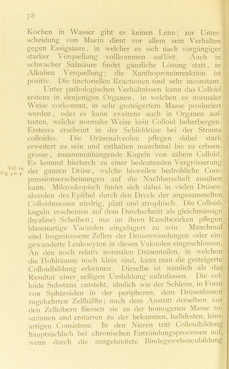 7« Kochen in Wasser gibt es keinen Leim; zur Unter- • Scheidung von Mucin dient vor allem sein Verhalten gegen Essigsäure, in welcher es sich nach vorgängiger starker Verquellung vollkommen auflöst. Auch in schwacher Salzsäure findet gänzliche Lösung statt, in Alkalien Verquellung; die Xanthoproteinreaktion ist \ positiv. Die tinctoriellen Reactionen sind sehr inconstant. Unter pathologischen Verhältnissen kann das Colloid erstens in denjenigen Organen , in welchen es normaler Weise vorkommt, in sehr gesteigertem Masse produciert werden, oder es kann zweitens auch in Organen auf- treten, welche normaler Weise kein Colloid beherbergen. Ersteres erscheint in der Schilddrüse bei der Struma colloides. Die Drüsenalveolen pflegen dabei stark erweitert zu sein und enthalten manchmal bis zu erbsen- grosse, zusammenhängende Kugeln von zähem Colloid. Es kommt hiedurch zu einer bedeutenden Vergrösserung lis/ni.'v der ganzen Drüse, welche bisweilen bedrohliche Com- pressionserscheinungen auf die Nachbarschaft ausüben kann. Mikroskopisch findet sich dabei in vielen Driisen- alveolcn des Epithel durch den Drück der angesammelten Colloidmassen niedrig, platt und atrophisch. Die Colloid- kugeln erscheinen auf dem Durchschnitt als gleichmässige (hyaline) Scheiben; nur an ihren Randbezirken pflegen blasenartige Vacuolen eingelagert zu sein. Manchmal sind losgestossene Zellen der Drüsenwandungen oder ein- gewanderte Leukocyten in diesen Vakuolen eingeschlossen. An den noch relativ normalen Drüsenteilen, in welchen die Hohlräume noch klein sind, kann man die gesteigerte Colloidbildung erkennen. Dieselbe ist nämlich als das Resultat einer /.eiligen Umbildung aufzufassen. Die col- loide Substanz entsteht, ähnlich wie der Schleim, in form von Sphäroiden in der peripheren, dem Drüsenlumen zugekehrten Zellhälfte; nach dem Austritt derselben aus den Zelleibern fliessen sie zu der homogenen Masse zu- sammen und erstarren zu der bekannten, halbfesten, leim- artigen Consistenz. ln den Nieren tritt Colloidbildung hauptsächlich bei chronischen Entzündungsprocessen auf, wenn durch die ausgebreitete Bindege vebsneubildung