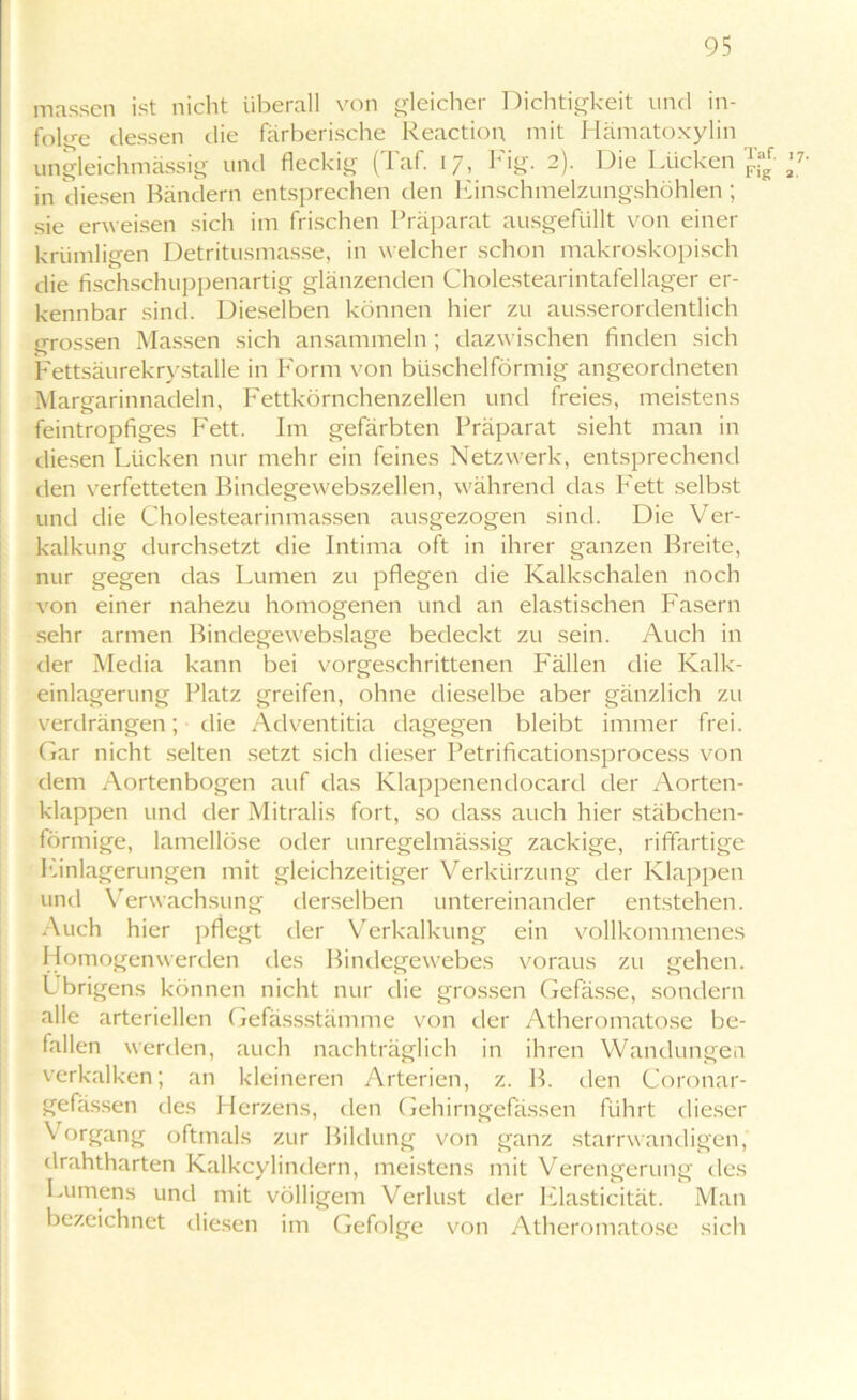 massen ist nicht überall von gleicher Dichtigkeit und in- folge dessen die färberische Reaction mit Hämatoxylin ungleichmässig und fleckig (Taf. 17, big. 2). Die Lücken ™ ’7- in diesen Bändern entsprechen den Einschmelzungshöhlen ; sie erweisen sich im frischen Präparat ausgefüllt von einer krümligen Detritusmasse, in welcher schon makroskopisch die fischschuppenartig glänzenden Cholestearintafellager er- kennbar sind. Dieselben können hier zu ausserordentlich grossen Massen sich ansammeln; dazwischen finden sich Fettsäurekrystalle in Form von büschelförmig angeordneten Margarinnadeln, Fettkörnchenzellen und freies, meistens feintropfiges Fett. Im gefärbten Präparat sieht man in diesen Lücken nur mehr ein feines Netzwerk, entsprechend den verfetteten Bindegewebszellen, während das Fett selbst und die Cholestearinmassen ausgezogen sind. Die Ver- kalkung durchsetzt die Intima oft in ihrer ganzen Breite, nur gegen das Lumen zu pflegen die Kalkschalen noch von einer nahezu homogenen und an elastischen Fasern sehr armen Bindegewebslage bedeckt zu sein. Auch in der Media kann bei vorgeschrittenen Fällen die Kalk- einlagerung Platz greifen, ohne dieselbe aber gänzlich zu verdrängen; die Adventitia dagegen bleibt immer frei. Gar nicht selten setzt sich dieser Petrificationsprocess von dem Aortenbogen auf das Klappenendocard der Aorten- klappen und der Mitralis fort, so dass auch hier stäbchen- förmige, lamellöse oder unregelmässig zackige, riffartige Einlagerungen mit gleichzeitiger Verkürzung der Klappen und Verwachsung derselben untereinander entstehen. Auch hier pflegt der Verkalkung ein vollkommenes Homogenwerden des Bindegewebes voraus zu gehen. Übrigens können nicht nur die grossen Gefässe, sondern alle arteriellen Gefässstämme von der Atheromatose be- fallen werden, auch nachträglich in ihren Wandungen verkalken; an kleineren Arterien, z. B. den Coronar- gefässen des Herzens, den Gehirngefässen führt dieser Vorgang oftmals zur Bildung von ganz starrwandigen, drahtharten Kalkcylindern, meistens mit Verengerung des Lumens und mit völligem Verlust der Elasticität. Man bezeichnet diesen im Gefolge von Atheromatose sich