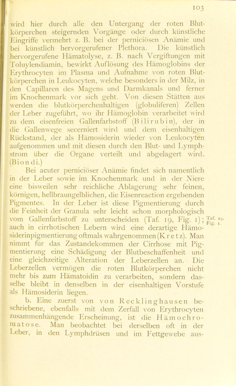 103 wird liier durch alle den Untergang der roten Blut- körperchen steigernden Vorgänge oder durch künstliche Eingriffe vermehrt z. B. bei der perniciösen Anämie und bei künstlich hervorgerufener Plethora. Die künstlich hervorgerufene Hämatolyse, z. B. nach Vergiftungen mit Toluylendiamin, bewirkt Auflösung des Hämoglobins der Erythrocyten im Plasma und Aufnahme von roten Blut- körperchen in Leukocyten, welche besonders in der Milz, in den Capillaren des Magens und Darmkanals und ferner im Knochenmark vor sich geht. Von diesen Stätten aus werden die blutkörperchenhaltigen (globuliferen) Zellen der Leber zugeführt, wo ihr Hämoglobin verarbeitet wird zu dem eisenfreien Gallenfarbstoff (Bilirubin), der in die Gallenwege secerniert wird und dem eisenhaltigen Rückstand, der als Hämosiderin wieder von Leukocyten aufgenommen und mit diesen durch den Blut- und Lymph- strom über die Organe verteilt und abgelagert wird. (Bion di.) Bei acuter perniciöser Anämie findet sich namentlich in der Leber sowie im Knochenmark und in der Niere eine bisweilen sehr reichliche Ablagerung sehr feinen, körnigen, hellbraungelblichen, die Eisenreaction ergebenden Pigmentes. In der Leber ist diese Pigmentierung durch die Feinheit der Granula sehr leicht schon morphologisch vom Gallenfarbstoff zu unterscheiden (Taf. 19, Fig. 1); auch in cirrhotischen Lebern wird eine derartige Llämo- siderinpigmentierung oftmals wahrgenommen (K r e t z). Man nimmt für das Zustandekommen der Cirrhose mit Pig- mentierung eine Schädigung der Blutbeschaffenheit und eine gleichzeitige Alteration der Leberzellen an. Die Leberzellen vermögen die roten Blutkörperchen nicht mehr bis zum Hämatoidin zu verarbeiten, sondern das- selbe bleibt in denselben in der eisenhaltigen Vorstufe als Hämosiderin liegen. b. Eine zuerst von vo n R ec k 1 in g hau se n be- schriebene, ebenfalls mit dem Zerfall von Erythrocyten zusammenhängende Erscheinung, ist die Hämochro- matose. Man beobachtet bei derselben oft in der Leber, in den Lymphdrüsen und im Fettgewebe aus-