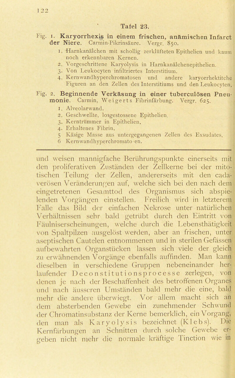 Tafel 23. Fig. i. Karyorrhexis in einem frischen, anämischen Infarct der Niere. Carmin-Pikrinsäure. Vergr. 850. 1. Harnkanälchen mit schollig zerklüfteten Epithelien und kaum noch erkennbaren Kernen. 2. Vorgeschrittene Karyolysis in Harnkanälchenepithelien. 3. Von Leukocyten infiltriertes Interstitium. 4. Kernwandhyperchromatosen und andere karyorrhektitche Figuren an den Zellen des Interstitiums und den Leukocyten. Fig. 2. Beginnende Verkäsung in einer tuberculösen Pneu- monie. Carmin, Weigert s Fibrinfärbung. Vergr. 625.. 1. Alveolarwand. 2. Geschwellte, losgestossene Epithelien. 3. Kerntrümmer in Epithelien. 4. Erhaltenes Fibrin. 5 Käsige Masse aus untergegangenen Zellen des Exsudates. 6 Kernwandhyperchromato en. und weisen mannigfache Berührungspunkte einerseits mit den proliferativen Zuständen der Zellkerne bei der mito- tischen Teilung der Zellen, andererseits mit den cada- verösen Veränderungen auf, welche sich bei den nach dem eingetretenen Gesamttod des Organismus sich abspie- lenden Vorgängen einstellen. Freilich wird in letzterem Falle das Bild der einfachen Nekrose unter natürlichen Verhältnissen sehr bald getrübt durch den Eintritt von Fäulniserscheinungen, welche durch die Lebensthätigkeit von Spaltpilzen ausgelöst werden, aber an frischen, unter aseptischen Cautelen entnommenen und in sterilen Gefässen aufbewahrten Organstücken lassen sich viele der gleich zu erwähnenden Vorgänge ebenfalls auffinden. Man kann dieselben in verschiedene Gruppen nebeneinander her- laufender Deconstitutionsprocesse zerlegen, von denen je nach der Beschaffenheit des betroffenen Organes und nach äusseren Umständen bald mehr die eine, bald mehr die andere überwiegt. Vor allem macht sich an dem absterbenden Gewebe ein zunehmender Schwund der Chromatinsubstanz der Kerne bemerklich, ein Vorgang, den man als Karyolysis bezeichnet (Klebs). Die Kernfärbungen an Schnitten durch solche Gewebe er- geben nicht mehr die normale kräftige Tinction wie in