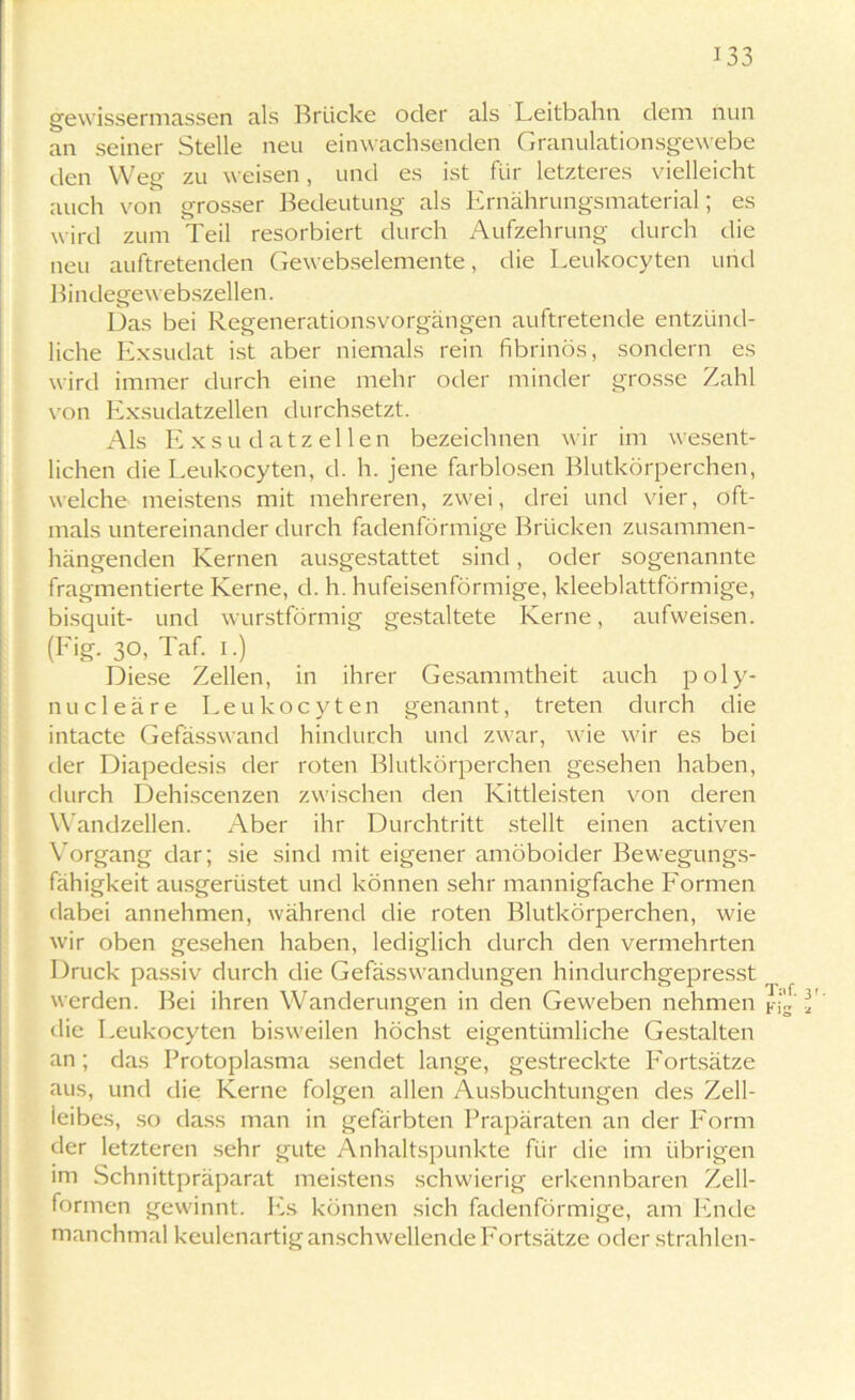 gewissermassen als Brücke oder als Leitbahn dem nun an seiner Stelle neu einwachsenden Granulationsgewebe den Weg zu weisen, und es ist für letzteres vielleicht auch von grosser Bedeutung als Ernährungsmaterial; es wird zum Teil resorbiert durch Aufzehrung durch die neu auftretenden Gewebselemente, die Leukocyten und Bindegewebszellen. Das bei Regenerationsvorgängen auftretende entzünd- liche Exsudat ist aber niemals rein fibrinös, sondern es wird immer durch eine mehr oder minder grosse Zahl von Exsudatzellen durchsetzt. Als Exsudatzellen bezeichnen wir im wesent- lichen die Leukocyten, d. h. jene farblosen Blutkörperchen, welche meistens mit mehreren, zwei, drei und vier, oft- mals untereinander durch fadenförmige Brücken zusammen- hängenden Kernen ausgestattet sind, oder sogenannte fragmentierte Kerne, d. h. hufeisenförmige, kleeblattförmige, bisquit- und wurstförmig gestaltete Kerne, aufweisen. (Fig. 30, Taf. 1.) Diese Zellen, in ihrer Gesammtheit auch poly- nucleäre Leukocyten genannt, treten durch die intacte Gefässwand hindurch und zwar, wie wir es bei der Diapedesis der roten Blutkörperchen gesehen haben, durch Dehiscenzen zwischen den Kittleisten von deren Wandzellen. Aber ihr Durchtritt stellt einen activen Vorgang dar; sie sind mit eigener amöboider Bewegungs- fähigkeit ausgerüstet und können sehr mannigfache Formen dabei annehmen, während die roten Blutkörperchen, wie wir oben gesehen haben, lediglich durch den vermehrten Druck passiv durch die Gefässwandungen hindurchgepresst werden. Bei ihren Wanderungen in den Geweben nehmen die Leukocyten bisweilen höchst eigentümliche Gestalten an; das Protoplasma sendet lange, gestreckte Fortsätze aus, und die Kerne folgen allen Ausbuchtungen des Zell- ieibes, so dass man in gefärbten Prapäraten an der Form der letzteren sehr gute Anhaltspunkte für die im übrigen im Schnittpräparat meistens schwierig erkennbaren Zell- formen gewinnt. Es können sich fadenförmige, am Ende manchmal keulenartig anschwellende Fortsätze oder strahlen- Taf. 3t. Fig <