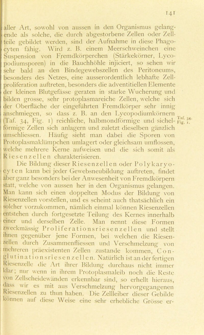 aller Art, sowohl von aussen in den Organismus gelang- ende als solche, die durch abgestorbene Zellen oder Zell- teile gebildet werden, sind der Aufnahme in diese Phago- cvten fahisr. Wird z. B. einem Meerschweinchen eine Suspension von Fremdkörperchen (Stärkekörner, Lyco- podiumsporen) in die Bauchhöhle injiciert, so sehen wir sehr bald an den Bindegewebszellen des Peritoneums, besonders des Netzes, eine ausserordentlich lebhafte Zell- proliferation auftreten, besonders die adventitiellen Elemente der kleinen Blutgefässe geraten in starke Wucherung und bilden grosse, sehr protoplasmareiche Zellen, welche sich der Oberfläche der eingeführten Fremdkörper sehr innig anschmiegen, so dass z. B. an den Lycopodiumkörnern (Taf. 34, Fig. i) reichliche, halbmondförmige und sichel- Fig.’ ?4' förmige Zellen sich anlagern und zuletzt dieselben gänzlich umschliessen. Fläufig sieht man dabei die Sporen von Protoplasmaklümpchen umlagert oder gleichsam umflossen, welche mehrere Kerne aufweisen und die sich somit als Riesenzellen charakterisieren. Die Bildung dieser Riesenzellen oder Polykaryo- 1 cvten kann bei jeder Gewebsneubildung auftreten, findet aber ganz besonders bei der Anwesenheit von Fremdkörpern statt, welche von aussen her in den Organismus gelangen. Man kann sich einen doppelten Modus der Bildung von Riesenzellen vorstellen, und es scheint auch thatsächlich ein solcher vorzukommen, nämlich einmal können Riesenzellen entstehen durch fortgesetzte Teilung des Kernes innerhalb einer und derselben Zelle. Man nennt diese Formen zweckmässig Proliferationsriesenzellen und stellt ihnen gegenüber jene Formen, bei welchen die Riesen- zellen durch Zusammen fl iessen und Verschmelzung von mehreren präexistenten Zellen zustande kommen, Con- gl u tinations riesenzell e n. Natürlich ist an der fertigen Riesenzelle die Art ihrer Bildung durchaus nicht immer klar; nur wenn in ihrem Protoplasmaleib noch die Reste von Zellscheidewänden erkennbar sind, so erhellt hieraus, dass wir es mit aus Verschmelzung hervorgegangenen Riesenzellen zu thun haben. Die Zellleiber dieser Gebilde können auf diese Weise eine sehr erhebliche Grösse er-