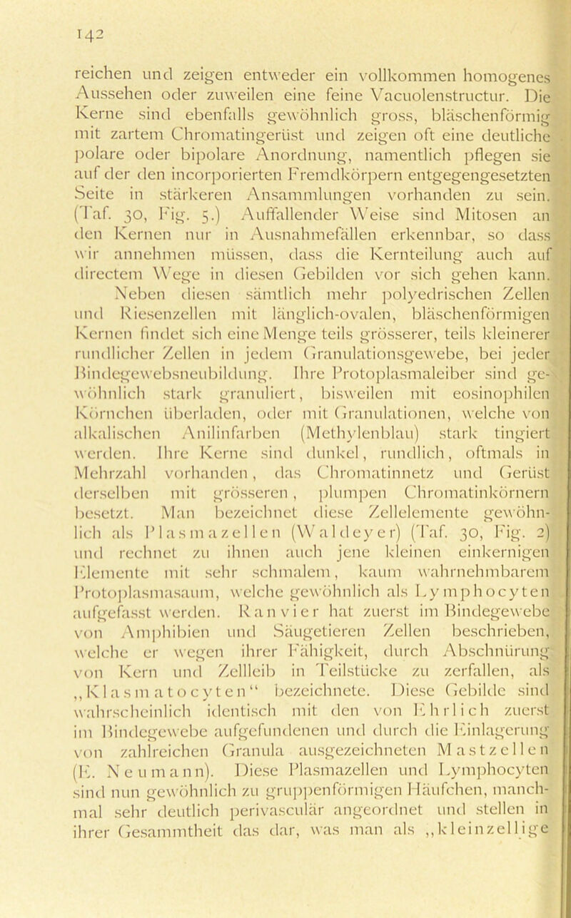 reichen und zeigen entweder ein vollkommen homogenes Aussehen oder zuweilen eine feine Vacuolenstructur. Die Kerne sind ebenfalls gewöhnlich gross, bläschenförmig mit zartem Chromatingerüst und zeigen oft eine deutliche polare oder bipolare Anordnung, namentlich pflegen sie auf der den incorporierten Fremdkörpern entgegengesetzten Seite in stärkeren Ansammlungen vorhanden zu sein. (Taf. 30, Fig. 5.) Auffallender Weise sind Mitosen an den Kernen nur in Ausnahmefällen erkennbar, so dass wir annehmen müssen, dass die Kernteilung auch auf directem Wege in diesen Gebilden vor sich gehen kann. Neben diesen sämtlich mehr polyedrischen Zellen und Riesenzellen mit länglich-ovalen, bläschenförmigen Kernen findet sich eine Menge teils grösserer, teils kleinerer rundlicher Zellen in jedem Granulationsgewebe, bei jeder Bindegewebsneubildung. Ihre Protoplasmaleiber sind ge-'; wohnlich stark granuliert, bisweilen mit eosinophilen Körnchen überladen, oder mit Granulationen, welche von alkalischen Anilinfarben (Methylenblau) stark t ingiert werden. Ihre Kerne sind dunkel, rundlich, oftmals in Mehrzahl vorhanden, das Chromatinnetz und Gerüst derselben mit grösseren, plumpen Chromatinkörnern besetzt. Man bezeichnet diese Zellelemente gewöhn- lich als Plasmazellen (Waldeyer) (Taf. 30, Fig. 2) und rechnet zu ihnen auch jene kleinen einkernigen Hiemente mit sehr schmalem, kaum wahrnehmbarem Protoplasmasaum, welche gewöhnlich als Lymphocyten aufgefasst werden. Ran vier hat zuerst im Bindegewebe von Amphibien und Säugetieren Zellen beschrieben, welche er wegen ihrer Fähigkeit, durch Abschnürung von Kern und Zellleib in Teilstücke zu zerfallen, als „K1 asm atocyten“ bezeichnete. Diese Gebilde sind wahrscheinlich identisch mit den von Ehrlich zuerst im Bindegewebe aufgefundenen und durch die Einlagerung von zahlreichen Granula ausgezeichneten Mastzellen (E. Neu mann). Diese Plasmazellen und Lymphocyten sind nun gewöhnlich zu gruppenförmigen Häufchen, manch- mal sehr deutlich perivasculär angeordnet und stellen in ihrer Gesammtheit das dar, was man als ,, kl einzellige