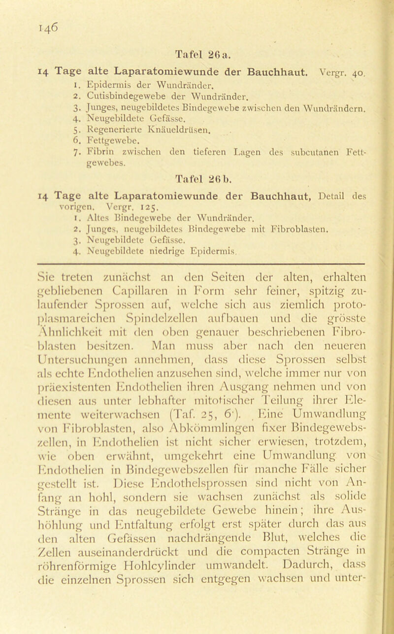 Tafel 2(5 a. 14 Tage alte Laparatomiewunde der Bauchhaut. Vergr. 40. 1. Epidermis der Wundränder. 2. Cutisbindegewebe der Wundränder. 3. Junges, neugebildetes Bindegewebe zwischen den Wundrändern. 4. Neugebildete Gefässe. 5. Regenerierte Knäueldrüsen. 6. Fettgewebe. 7. Fibrin zwischen den tieferen Lagen des subcutanen Fett- gewebes. Tafel 2(5b. 14 Tage alte Laparatomiewunde der Bauchhaut, Detail des vorigen. Vergr, 125. 1. Altes Bindegewebe der Wundränder. 2. Junges, neugebildetes Bindegewebe mit Fibroblasten. 3. Neugebildete Gefässe. 4. Neugebildete niedrige Epidermis. Sie treten zunächst an den Seiten der alten, erhalten gebliebenen Capillaren in Form sehr feiner, spitzig zu- laufender Sprossen auf, welche sich aus ziemlich proto- plasmareichen Spindelzellen aufbauen und die grösste Ähnlichkeit mit den oben genauer beschriebenen Fibro- blasten besitzen. Man muss aber nach den neueren Untersuchungen annehmen, dass diese Sprossen selbst als echte Endothelien anzusehen sind, welche immer nur von präexistenten Endothelien ihren Ausgang nehmen und von diesen aus unter lebhafter mitotischer Teilung ihrer Ele- mente weiterwachsen (Taf. 25, 6'). Eine Umwandlung von Fibroblasten, also Abkömmlingen fixer Bindegewebs- zellen, in Endothelien ist nicht sicher erwiesen, trotzdem, wie oben erwähnt, umgekehrt eine Umwandlung von Endothelien in Bindegewebszellen für manche Fälle sicher gestellt ist. Diese Endothelsprossen sind nicht von An- fang an hohl, sondern sie wachsen zunächst als solide Stränge in das neugebildete Gewebe hinein; ihre Aus- höhlung und Entfaltung erfolgt erst später durch das aus den alten Gefässen nachdrängende Blut, welches die Zellen auseinanderdrückt und die compacten Stränge in röhrenförmige Hohlcylinder umwandelt. Dadurch, dass die einzelnen Sprossen sich entgegen wachsen und unter-