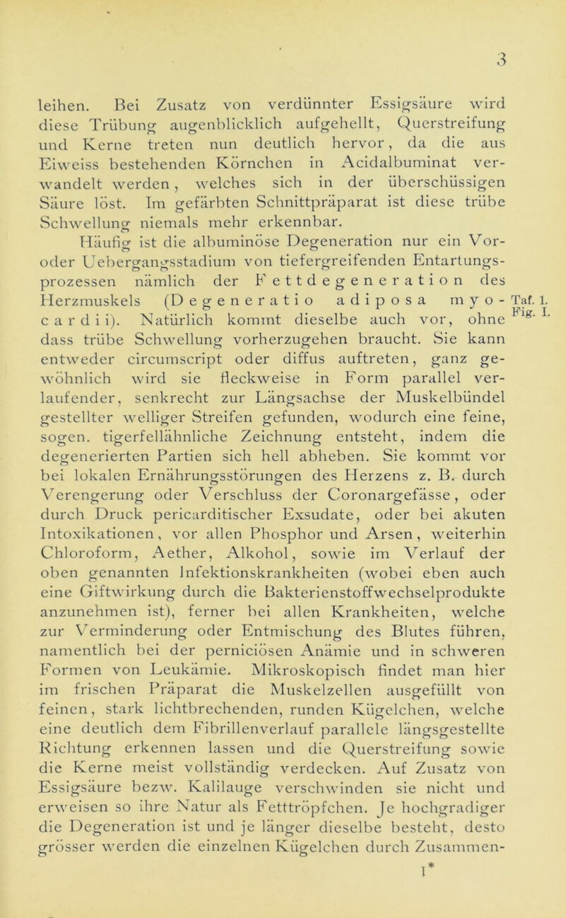 leihen. Bei Zusatz von verdünnter Essigsäure wird diese Trübung augenblicklich aufgehellt, Querstreifung und Kerne treten nun deutlich hervor, da die aus Eiweiss bestehenden Körnchen in Acidalbuminat ver- wandelt werden, welches sich in der überschüssigen Säure löst. Im gefärbten Schnittpräparat ist diese trübe Schwellung niemals mehr erkennbar. O Häufii>- ist die albuminöse Degeneration nur ein Vor- oder Uebergangsstadium von tiefergreifenden Elntartungs- prozessen nämlich der Eettdegeneration des Ilerzmuskels (Degeneratio adiposa myo- c a r d i i). Natürlich kommt dieselbe auch vor, ohne dass trübe Schwellungf vorherzugehen braucht. Sie kann entweder circumscript oder diffus auftreten, ganz ge- wöhnlich wird sie fleckweise in Form parallel ver- laufender, senkrecht zur Längsachse der Muskelbündel gestellter welliger Streifen gefunden, wodurch eine feine, sogen, tigerfellähnliche Zeichnung entsteht, indem die deejenerierten Partien sich hell abheben. Sie kommt vor bei lokalen Ernährungsstörungen des Herzens z. B. durch Verengerung oder Verschluss der Coronargefässe, oder durch Druck pericarditischer Exsudate, oder bei akuten Intoxikationen, vor allen Phosphor und Arsen, weiterhin Chloroform, Aether, Alkohol, sowie im Verlauf der oben genannten Infektionskrankheiten (wobei eben auch eine Giftwirkung durch die Bakterienstoffwechselprodukte anzunehmen ist), ferner bei allen Krankheiten, welche zur \erminderung oder Entmischung des Blutes führen, namentlich bei der pernieiösen Anämie und in schweren Formen von Leukämie. Mikroskopisch findet man hier im frischen Präparat die Muskelzellen ausgefiillt von feinen, stark lichtbrechenden, runden Kügelchen, welche eine deutlich dem Fibrillenverlauf jiarallcle längsgestellte Richtung erkennen lassen und die Querstreifung sowie die Kerne meist vollständig verdecken. Auf Zusatz von Essigsäure bezw. Kalilauge verschwinden sie nicht und erweisen so ihre Natur als Fetttröpfchen. |e hochgradiger die Degeneration ist und je länger dieselbe besteht, desto grösser werden die einzelnen Kügelchen durch Zusammen- O O Taf. 1. Fig. I.