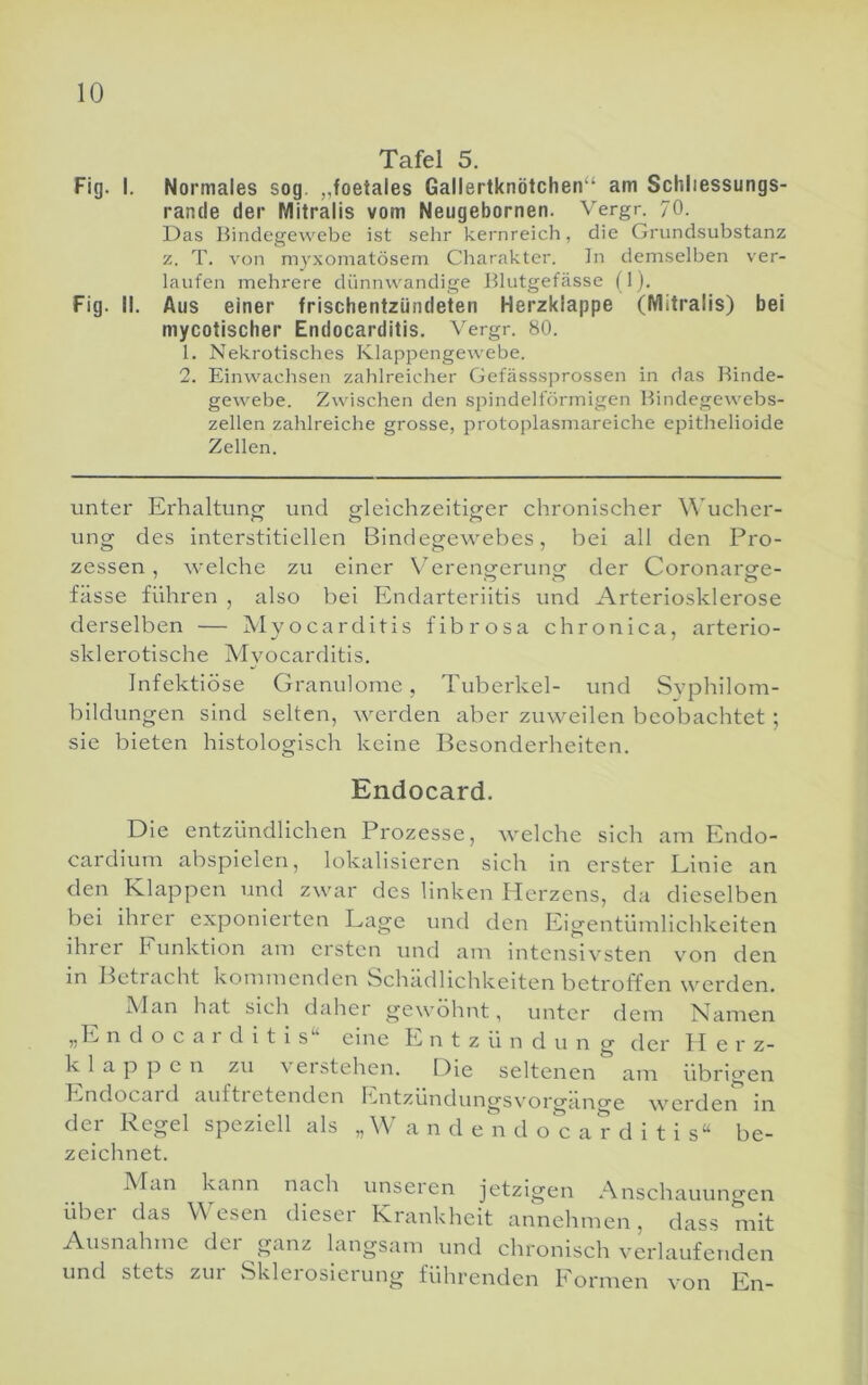 10 Tafel 5. Fig. I. Normales sog. „foetales Gallertknötchen“ am Schliessungs- rande der Mitralis vom Neugebornen. Vergr. 70. Das Bindegewebe ist sehr kernreich, die Grundsubstanz z. T. von myxomatösem Charakter, in demselben ver- laufen mehrere dünnwandige Blutgefässe (1). Fig. II. Aus einer frischentzündeten Herzklappe (Mitralis) bei mycotischer Endocarditis. Vergr. 80. 1. Nekrotisches Klappengewebe. 2. Einwachsen zahlreicher Gefässsprossen in das Binde- gewebe. Zwischen den spindelförmigen Bindegewebs- zellen zahlreiche grosse, protoplasmareiche epithelioide Zellen. unter Erhaltung und gleichzeitiger chronischer Wucher- ung des interstitiellen Bindegewebes, bei all den Pro- zessen , welche zu einer X'^erensrerungf der Coronarsre- fasse führen , also bei Endarteriitis und Arteriosklerose derselben — Myocarditis fibrosa chronica, arterio- sklerotische Myocarditis. Infektiöse Granulome, Tuberkel- und Syphilom- bildungen sind selten, werden aber zuweilen beobachtet; sie bieten histologisch keine Besonderheiten. Endocard. Die entzündlichen Prozesse, welche sich am Endo- cardium abspielen, lokalisieren sich in erster Linie an den Klappen und zwar des linken Herzens, da dieselben bei ihrer exponierten Lage und den Eigentümlichkeiten ihi er Funktion am ersten und am intensivsten von den m Betracht kommenden Schädlichkeiten betroffen w’erden. A'lan hat sich daher gewöhnt, unter dem Namen „E n d o c a 1 d i t i s eine E n t z ü n düng der II e r z- klappe n zu vei stehen. Die seltenen am übrigen Endocard auftretenden Entzündungsvorgäncre werdeiT in der Regel speziell als „ W a n d e n d o c a r d i t i s“ be- zeichnet. JMan kann nach unseren jetzigen Anschauungen über das \\ esen diesei Krankheit annehmen, dass mit Ausnahme dei ganz langsam und chronisch verlaufenden und stets zur Sklerosierung führenden Formen von En-